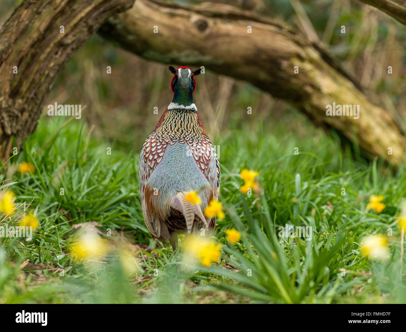 Bella Corona britannica a collo (Fagiano Phasianus colchicus) rovistando nel bosco naturale foresta impostazione. Foto Stock