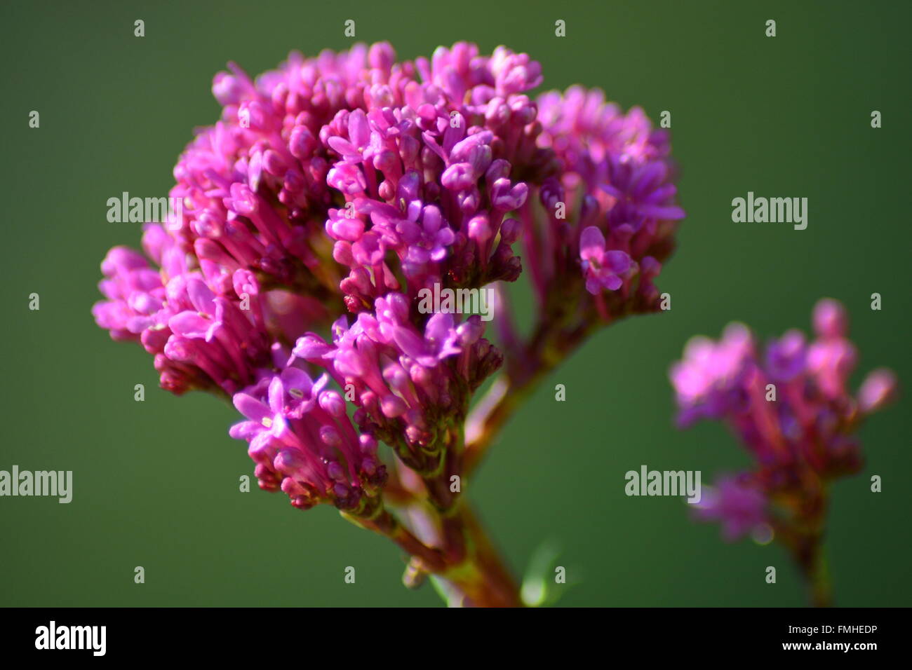 Prima di Valeriano fiori nel tardo inverno in Provenza,a sud della Francia Foto Stock