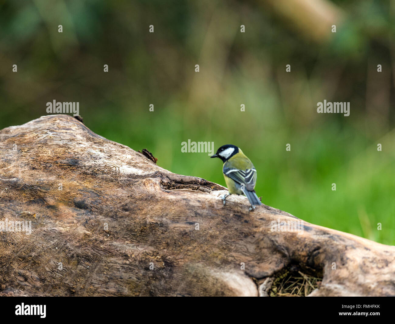 Bella cinciallegra (Paripus major) rovistando nel bosco naturale foresta impostazione. 'Depicted, isolato appollaiato su un tronco di legno". Foto Stock