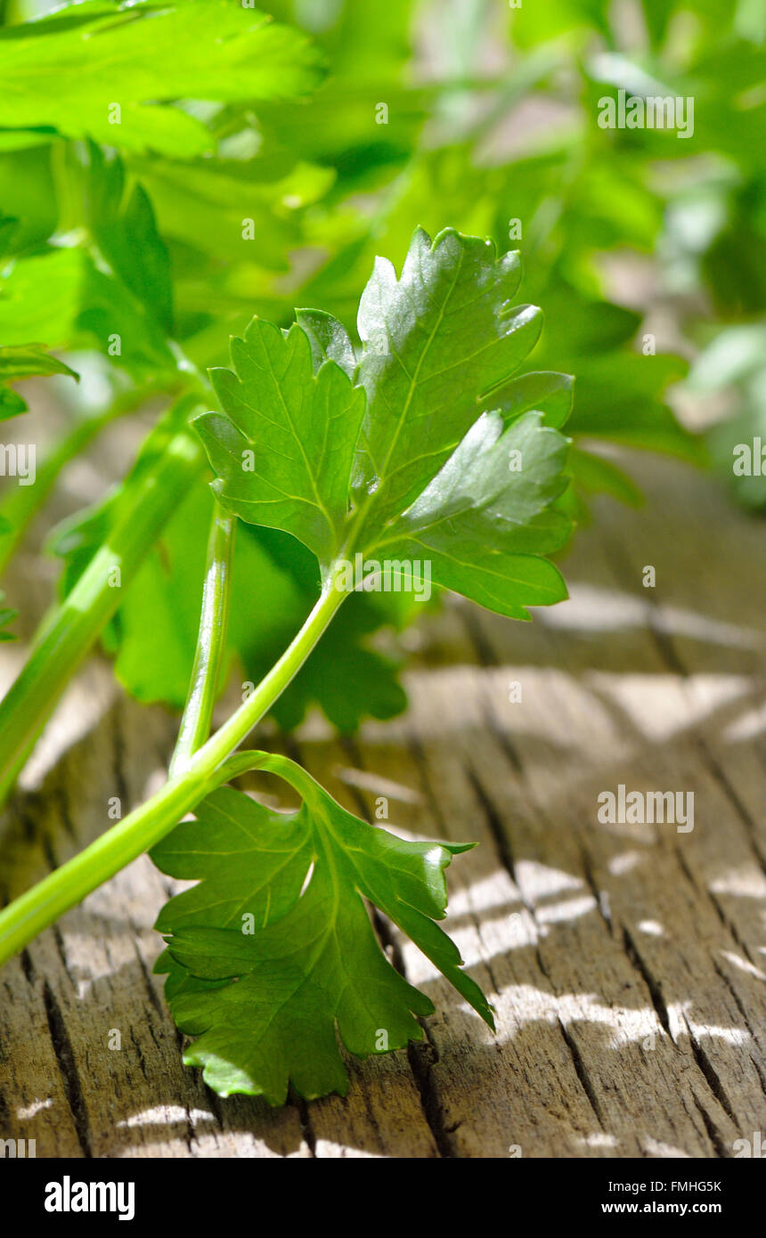 Verde, prezzemolo organico su un tavolo di legno Foto Stock