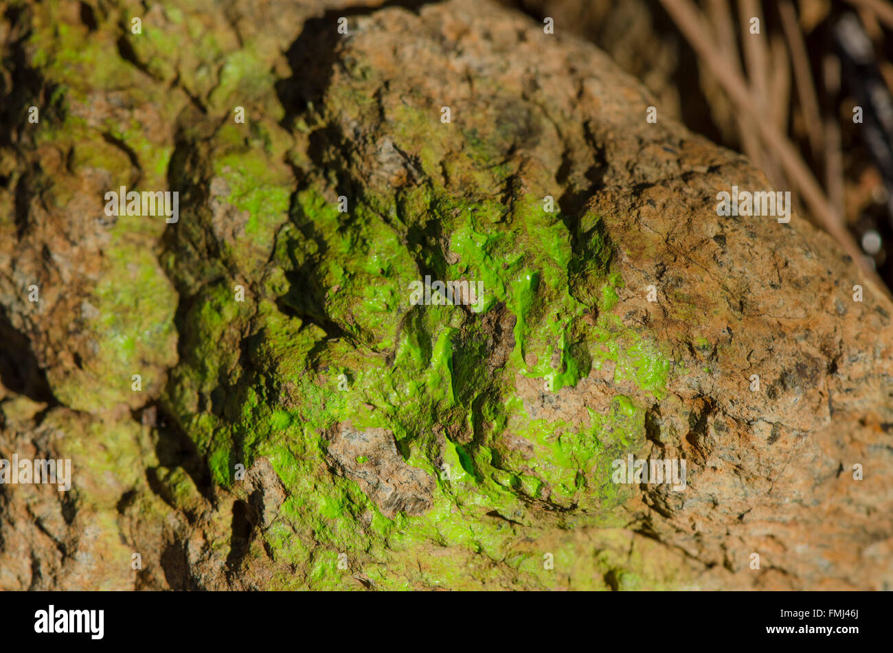 Lichene verde su una superficie di roccia. Foto Stock