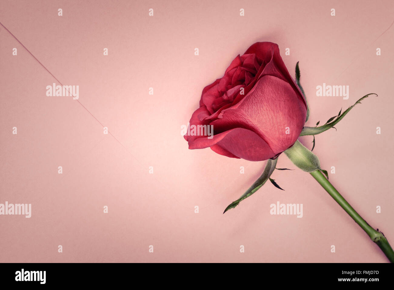 Single Red Rose sulla busta rosa Foto Stock