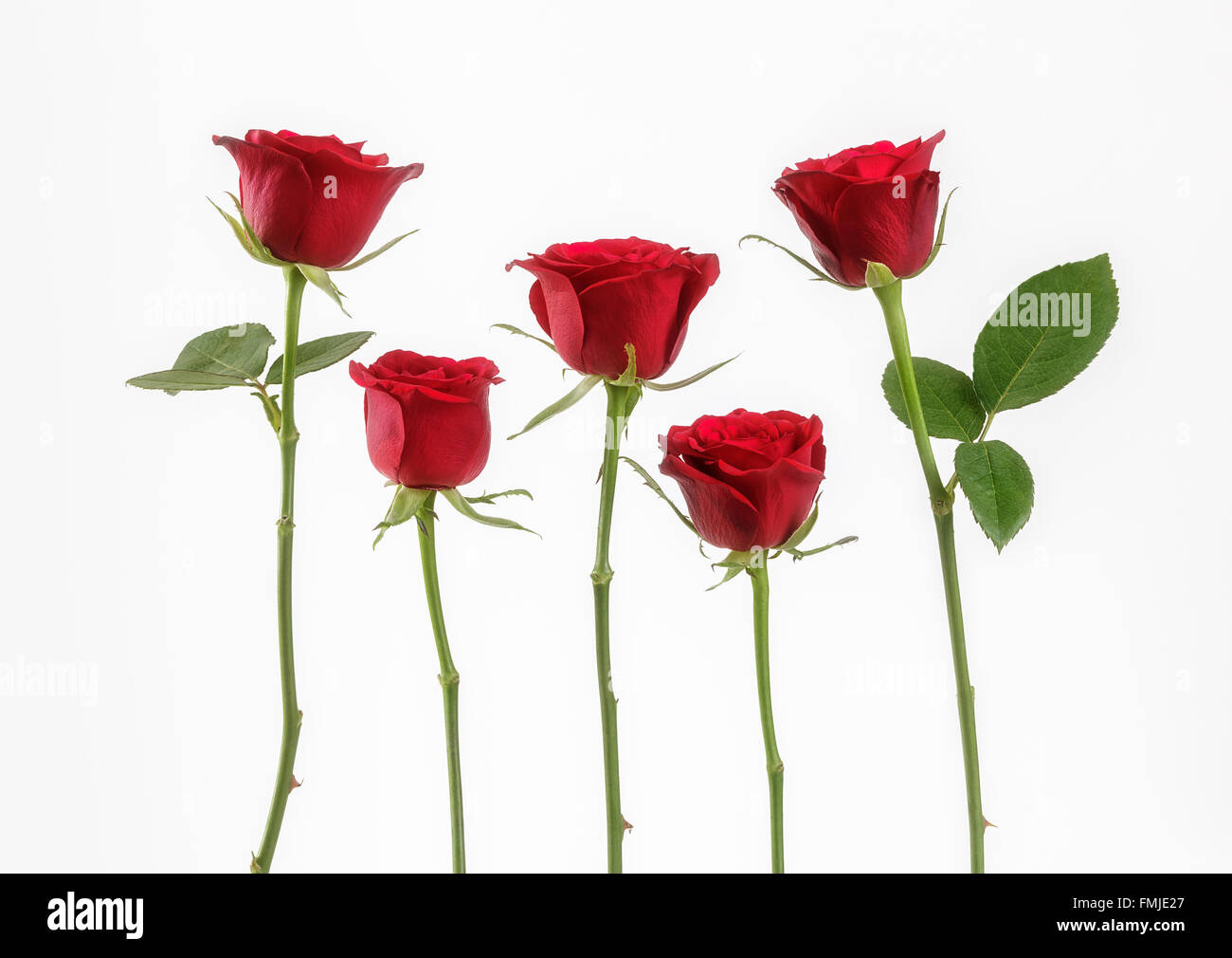 Cinque rose rosse Foto Stock