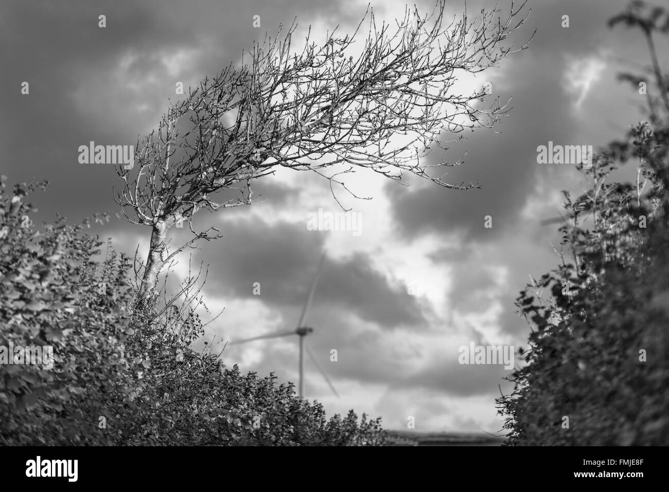 Devon siepe con albero spazzate dal vento giustapposti con turbina eolica. Fullabrook, UK. Novembre Foto Stock