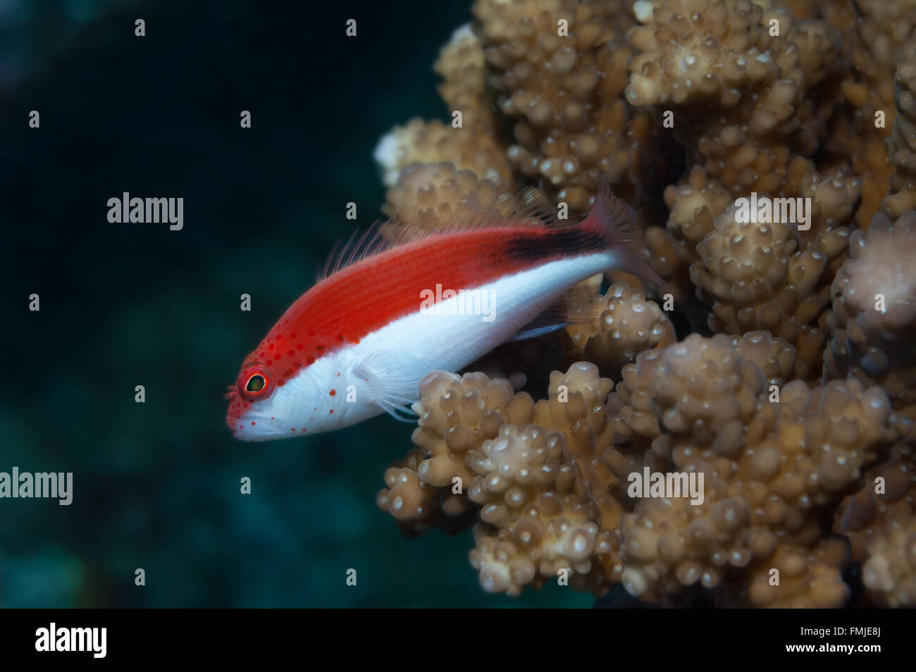 Rosso e bianco di variazione Freckled hawkfish (Paracirrhites fosteri) in appoggio sul (Acropora lamarcki) corallo. Maldive, Aprile. Foto Stock