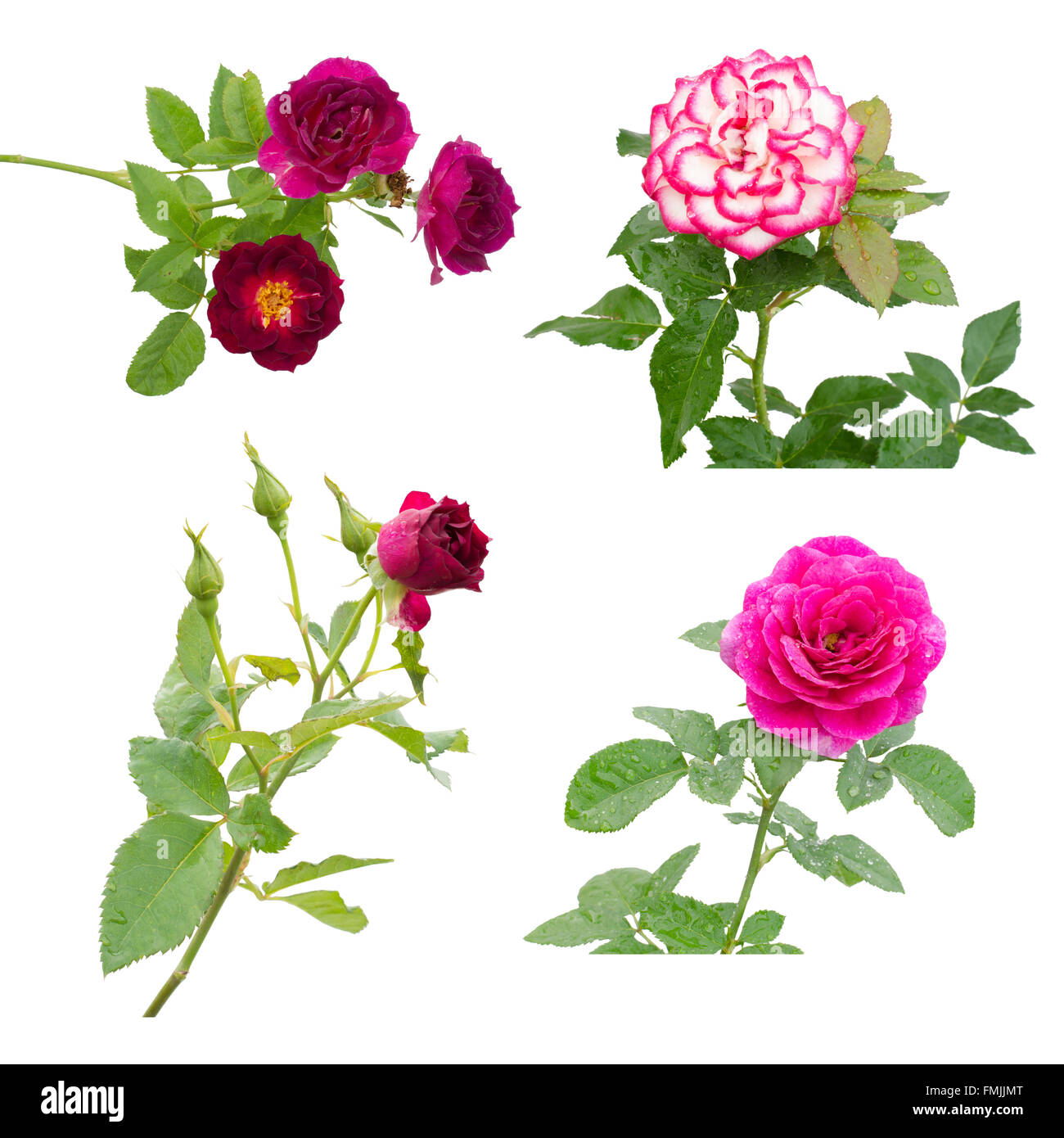 La collezione di Rose isolati su sfondo bianco Foto Stock