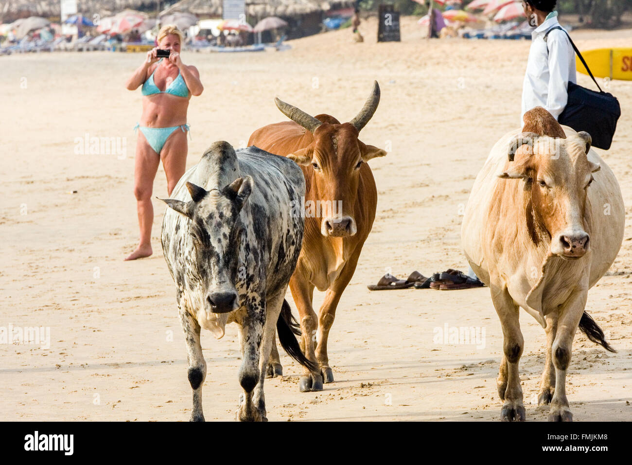 Turismo russo in un bikini a fotografare le vacche sacre sulla spiaggia di Baga Beach,vicino alla spiaggia di Calangute ,Beach,hippy,hippie,Goa,l'India,turistica,Tourist,a, Foto Stock