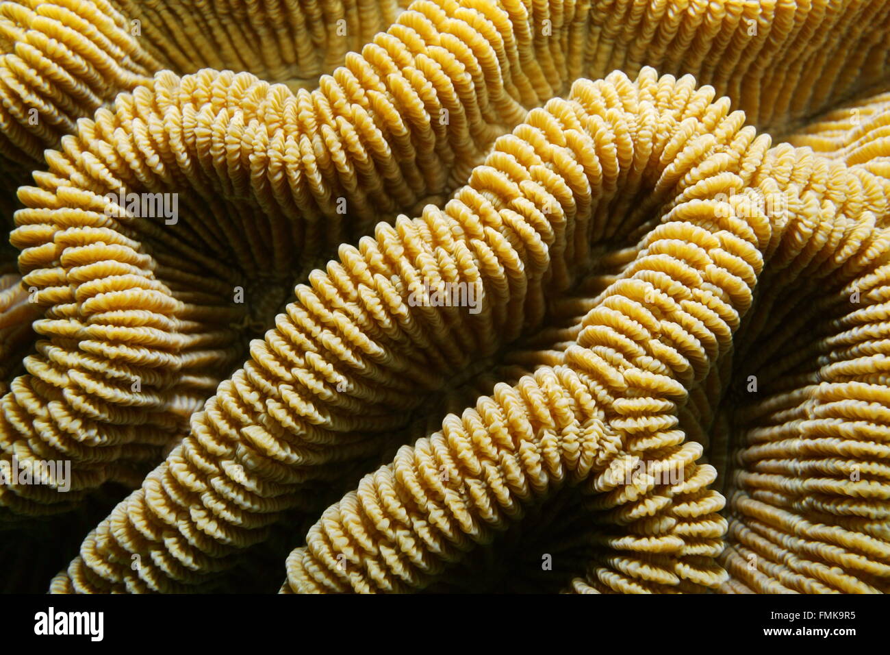 Sea Life, creste di boulder brain coral, Colpophyllia natans, close-up, Mar dei Caraibi Foto Stock