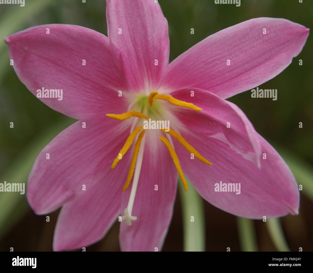 Zephyranthes rosea, Rosy giglio di pioggia, pioggia Rosa Giglio, a bulbo erba perenne con foglie lineari, singolo a forma di imbuto fiore rosa Foto Stock