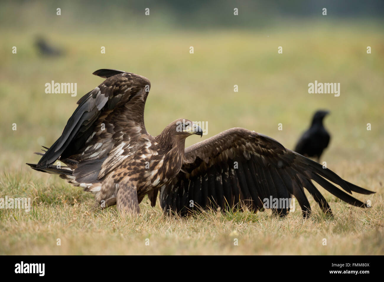 Aquila dalla coda bianca / Seeadler ( Haliaeetus albicilla ), potente rapace immaturo subadulto, dopo l'atterraggio, ali aperte, fauna selvatica, Europa. Foto Stock