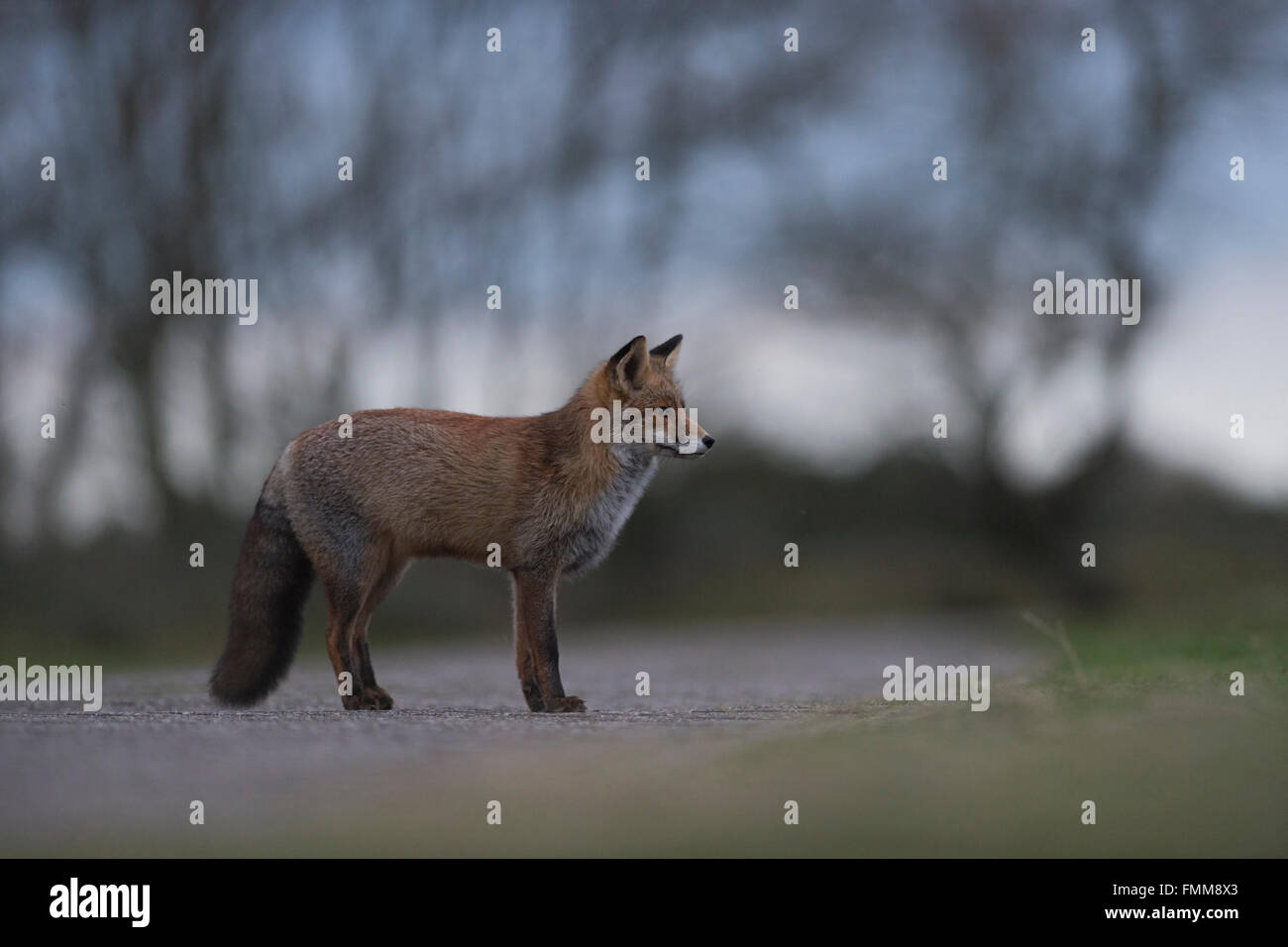 Red Fox / Rotfuchs ( Vulpes vulpes ), per adulti a Nizza pelliccia invernale al tramonto, sorge su un sentiero lastricato, atta a insediamento urbano. Foto Stock