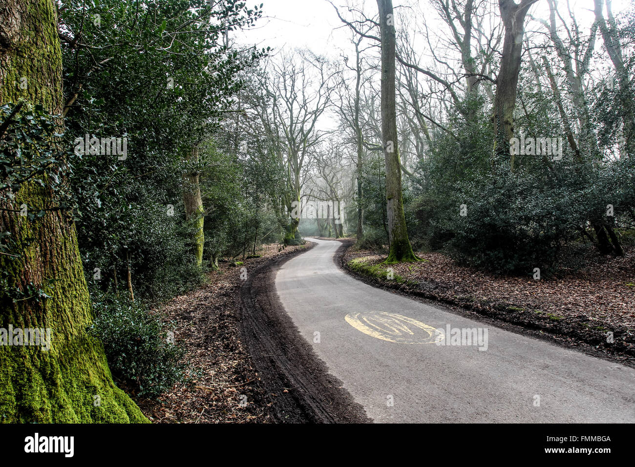 Una strada di torsione e in esecuzione attraverso la nuova foresta in Hampshire. Foto Stock