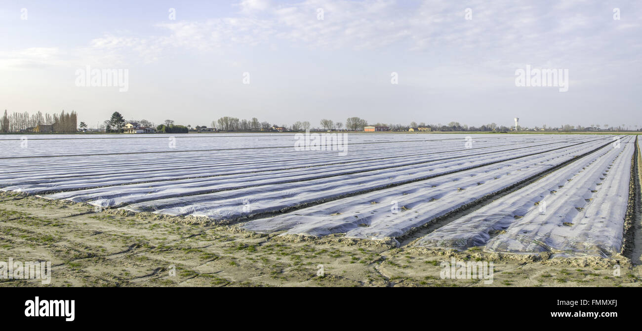 pacciame di plastica Foto Stock