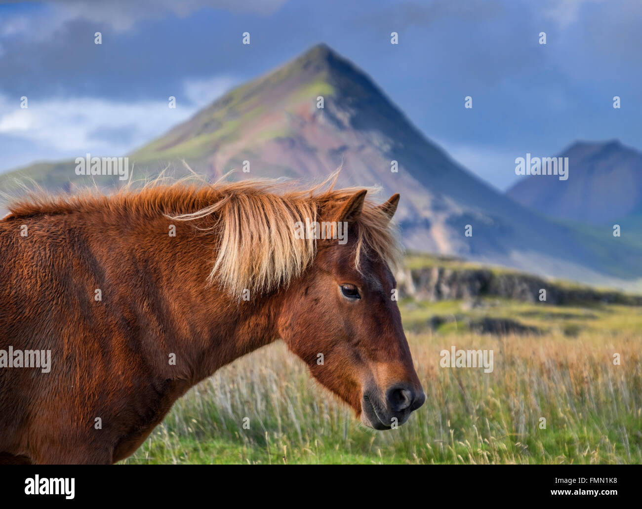 Cavallo islandese, sostenuto dal drammatico scenario islandese, vicino a Hofn, Sud dell'Islanda Foto Stock