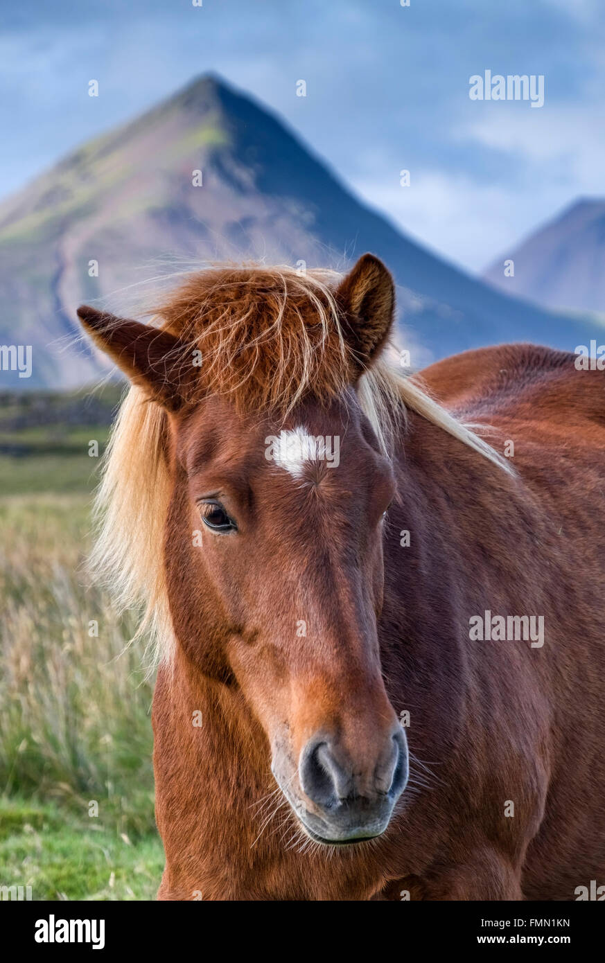 Cavallo islandese, sostenuto dal drammatico scenario islandese, vicino a Hofn, Sud dell'Islanda Foto Stock