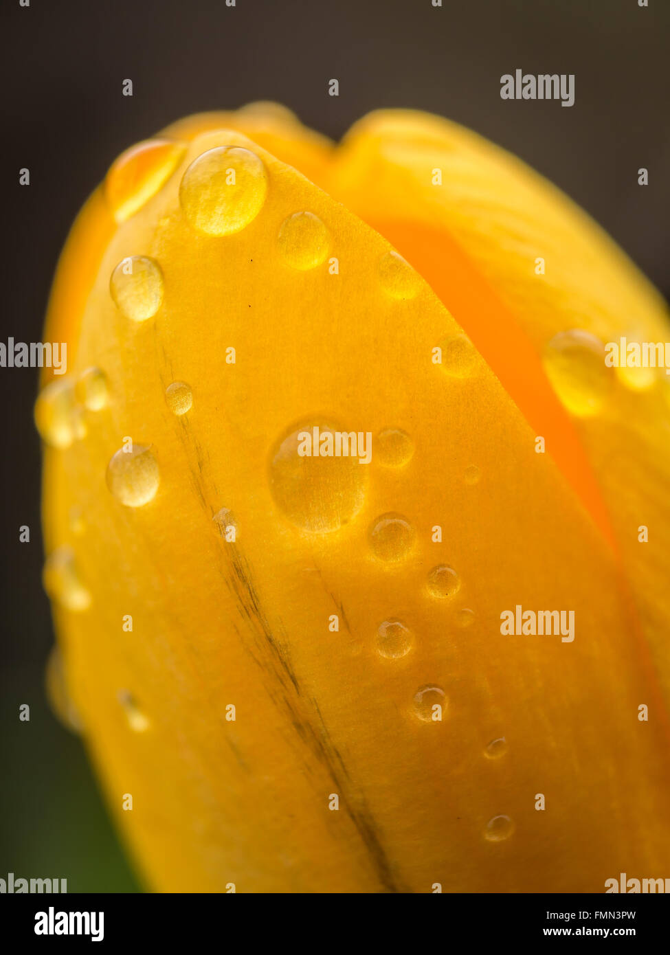 Vista dettagliata del giallo fresco crocus la mattina con gocce di rugiada Foto Stock
