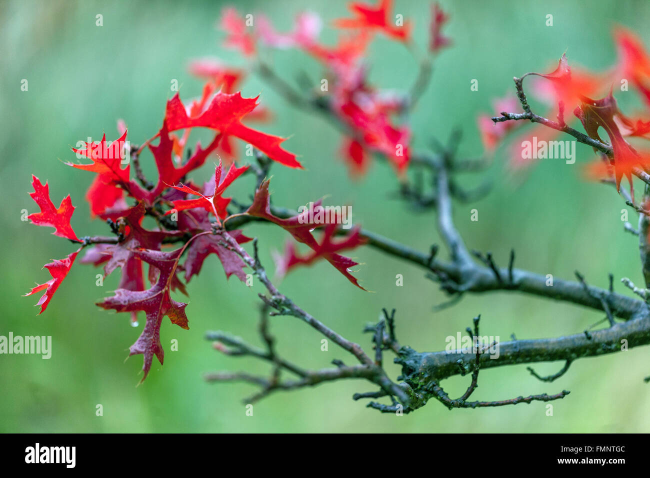 Pin Oak Quercus palustris 'Swamp pigmeo" rosso Foglie di autunno close up Foto Stock