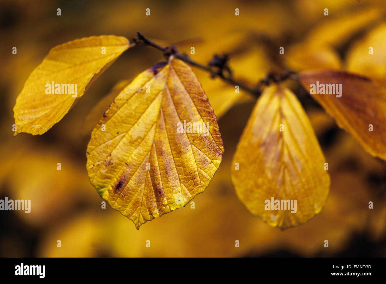 Hamamelis intermedia ' Westerstede ' Foto Stock