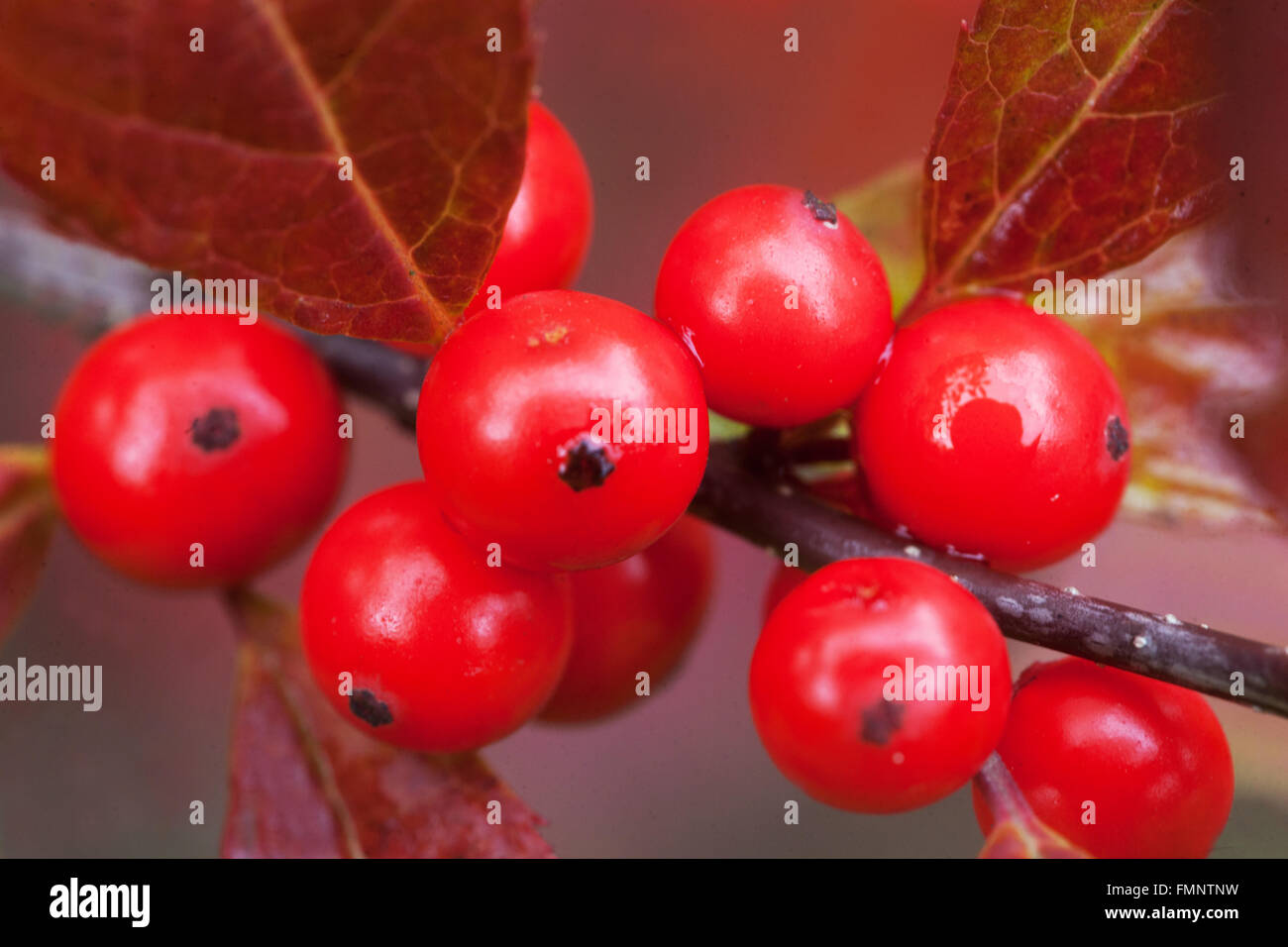 Autunno rosso bacche di Winterberry - Ilex Verticillata Foto Stock