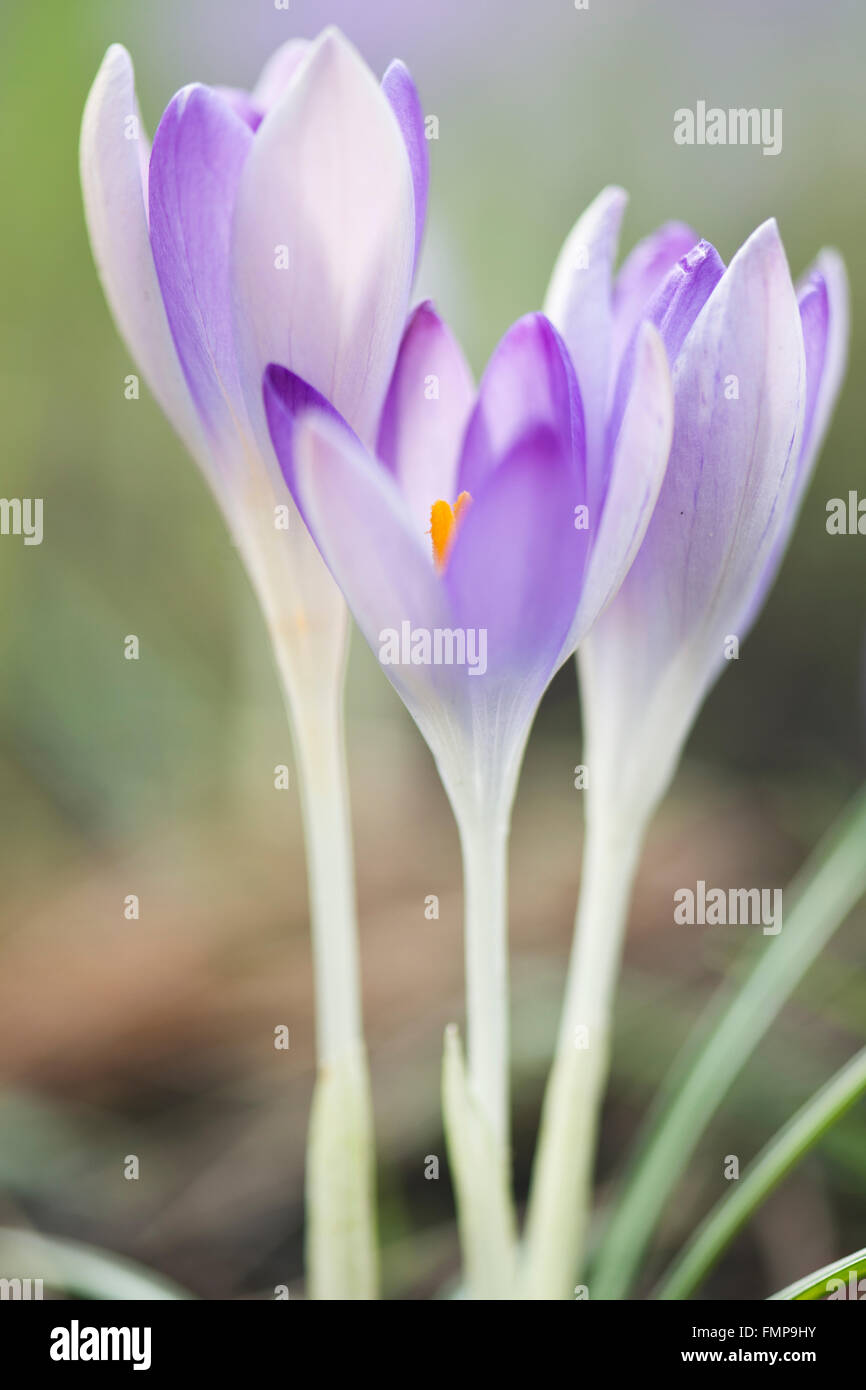 Woodland crocus (Crocus tommasinianus), Bassa Sassonia, Germania Foto Stock