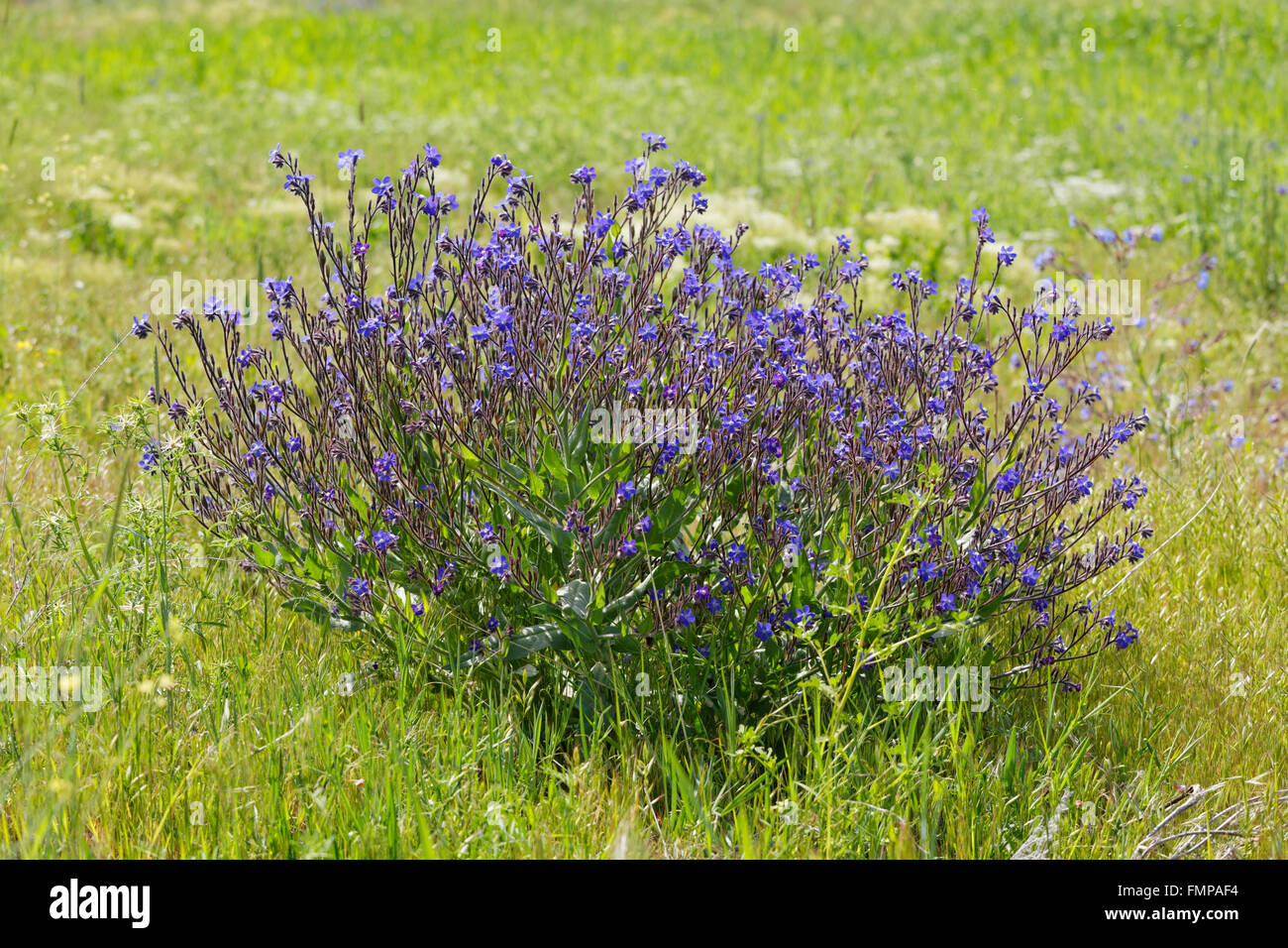 (Bugloss Anchusa officinalis), Anatolia Orientale Regione, Anatolia, Turchia Foto Stock