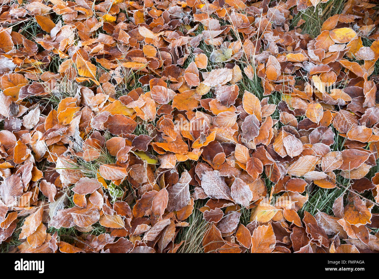 Foglie di autunno, foglie di faggio con brina in un prato, Icking, Alta Baviera, Baviera, Germania Foto Stock
