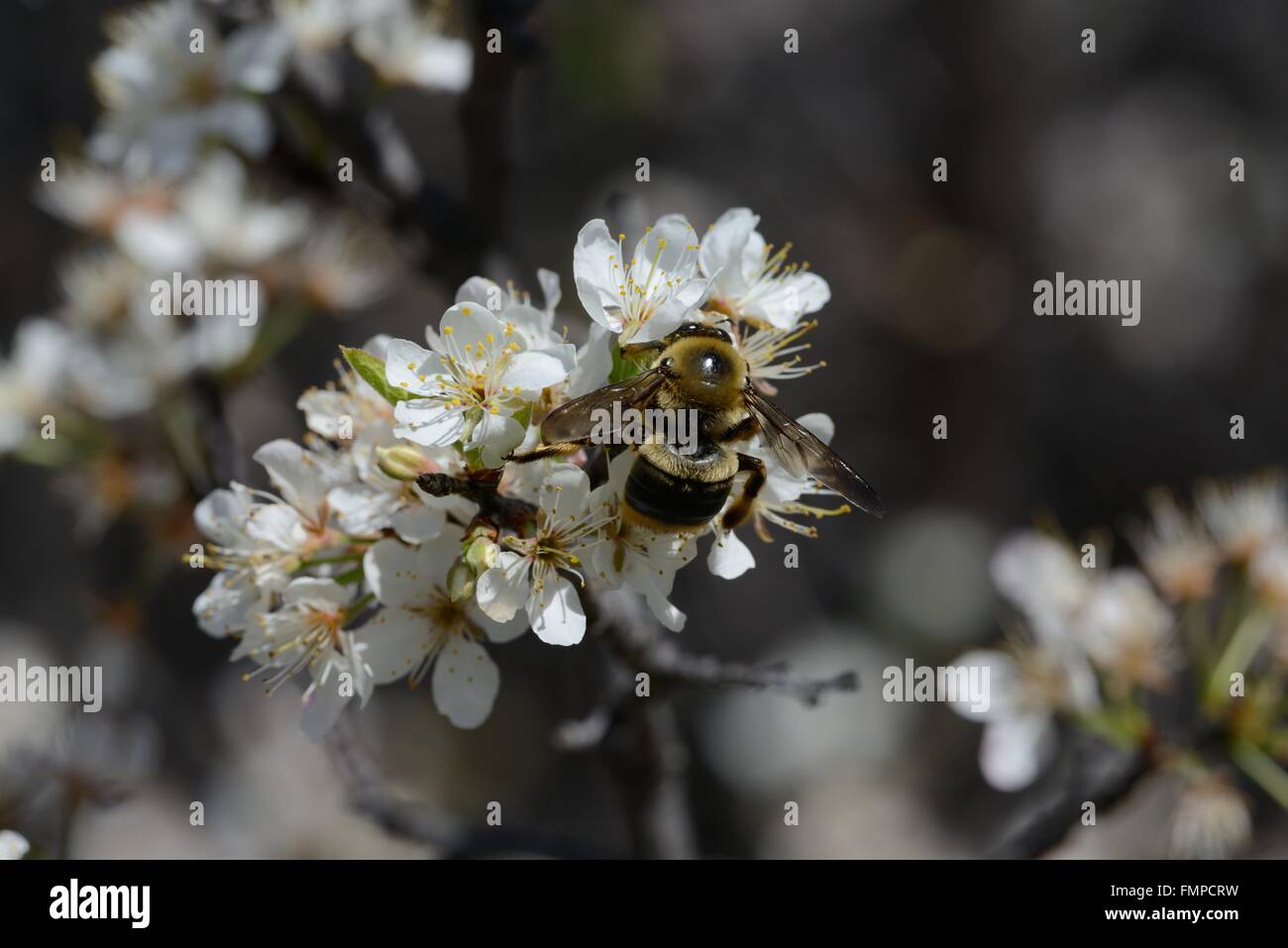 Chickasaw prugna in fiore con Bumblebee Foto Stock