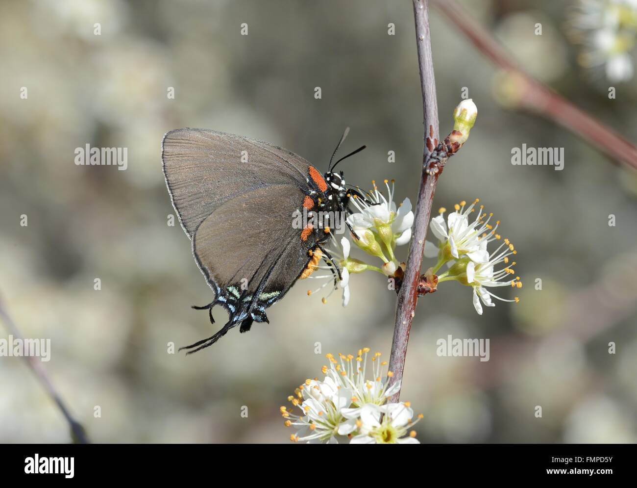 Grande viola Hairstreak su Chickasaw prugna Foto Stock