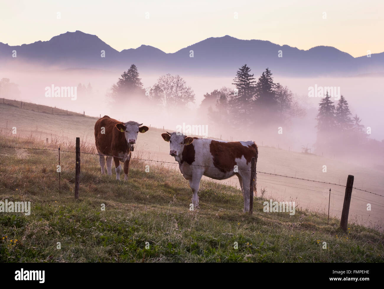 Vacche su un pascolo all'alba, Aidlinger Höhe, Aidling, Riegsee comune, regione Pfaffenwinkel, Alta Baviera, Baviera, Germania Foto Stock