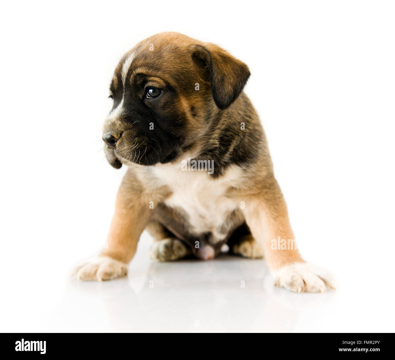 Cucciolo Boxer davanti a uno sfondo bianco Foto Stock