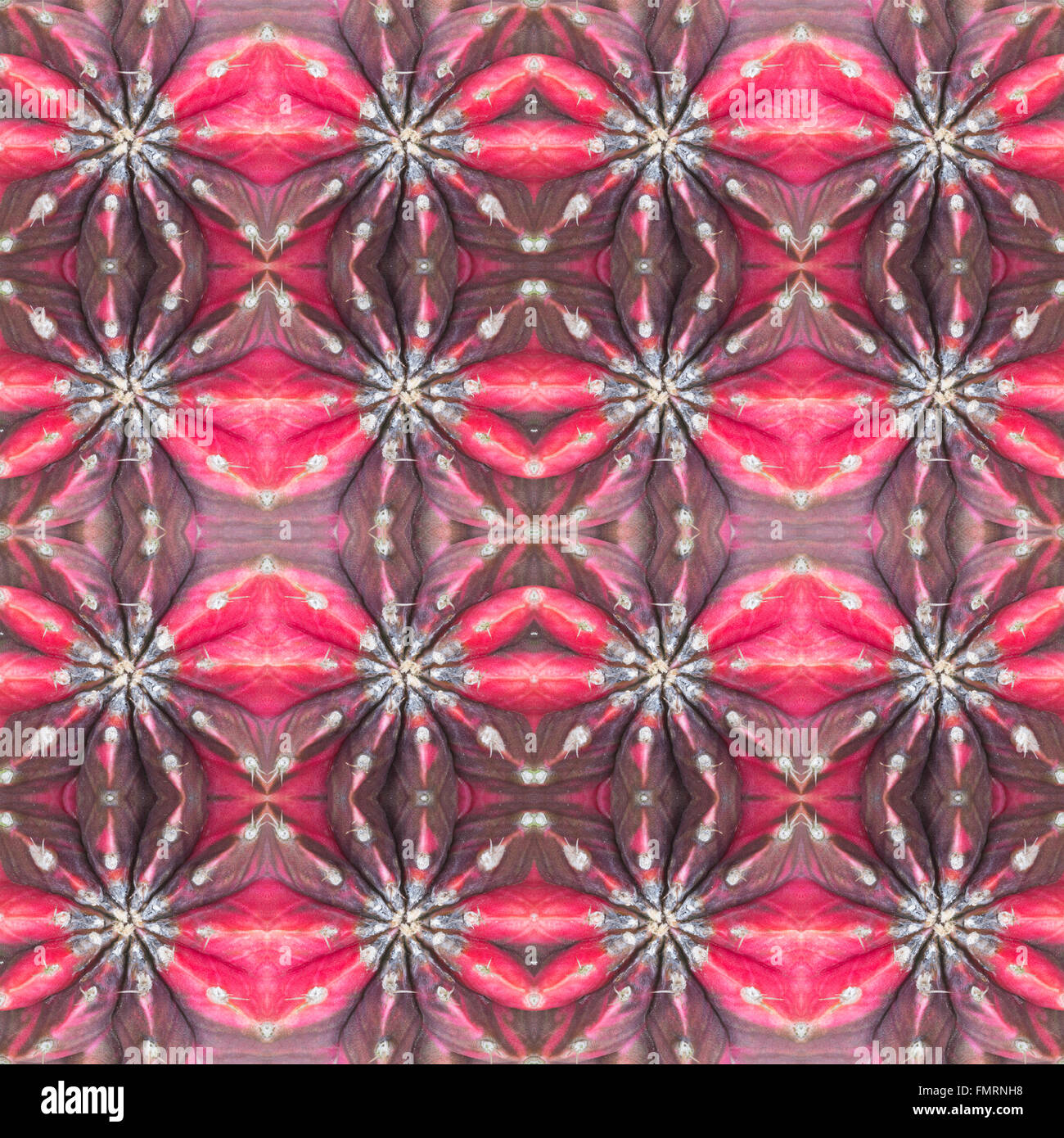 Piante succulente pattern seamless sfondo Foto Stock