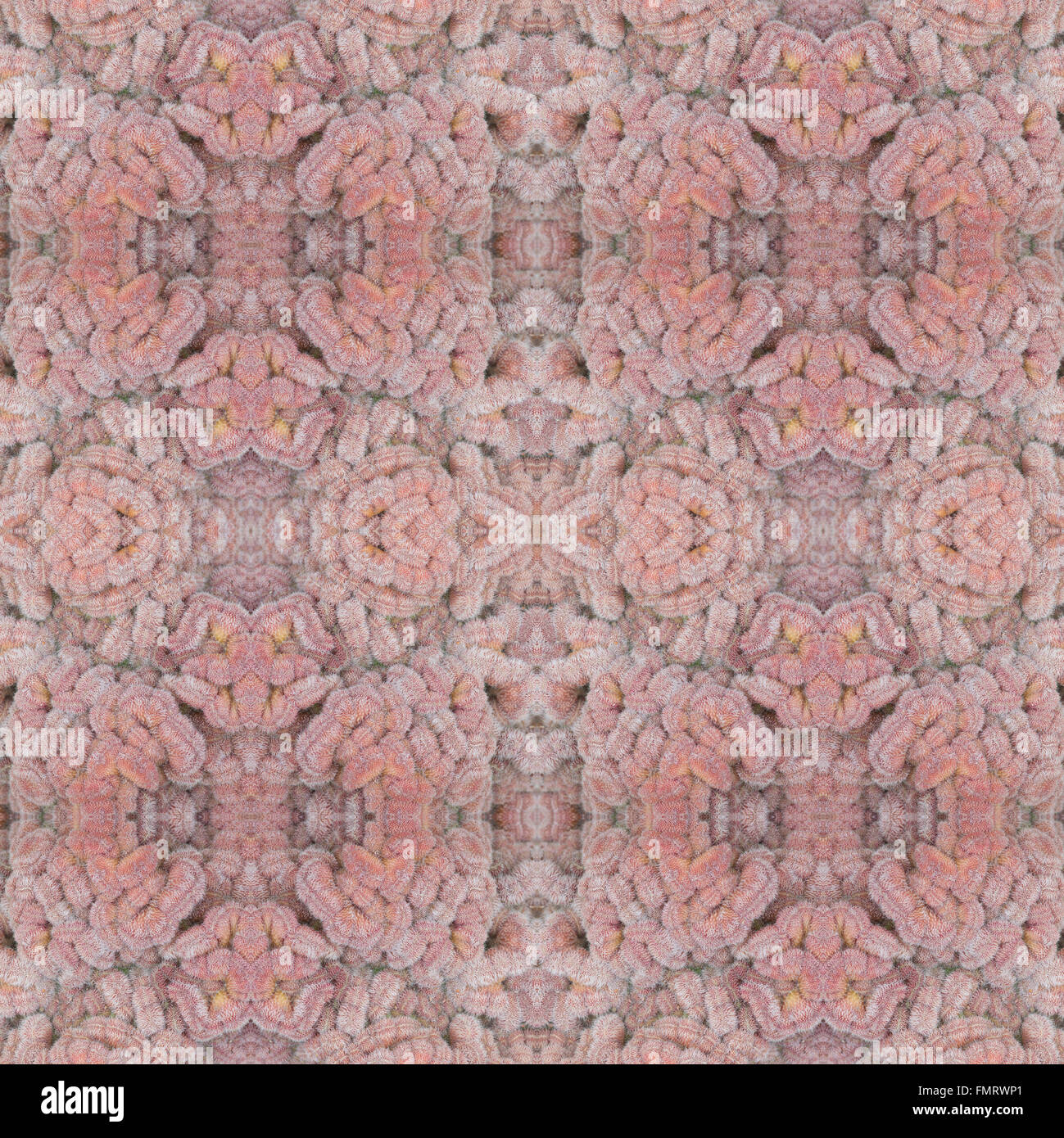 Piante succulente pattern seamless sfondo Foto Stock