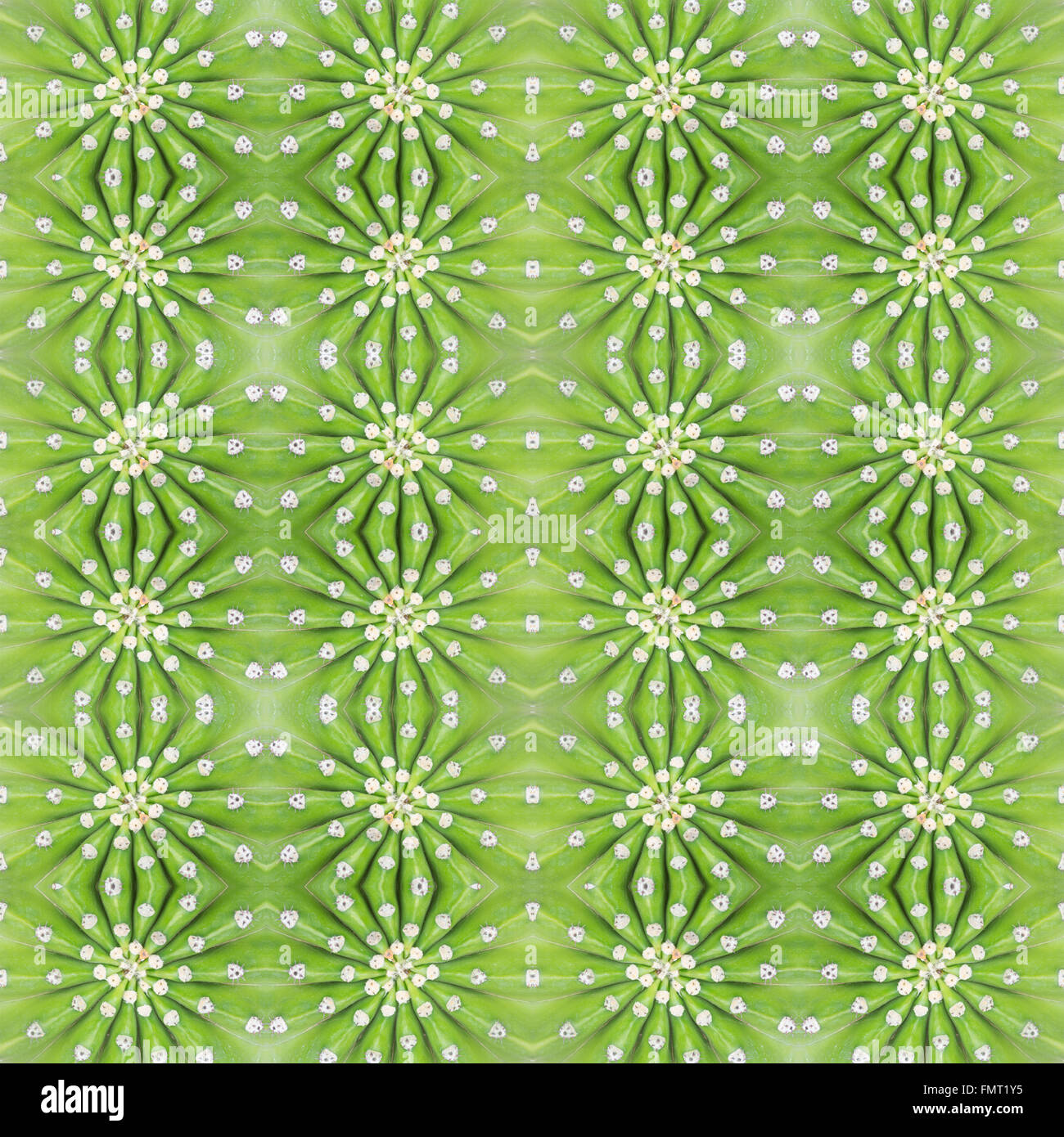 Piante succulente pattern seamless sfondo Foto Stock