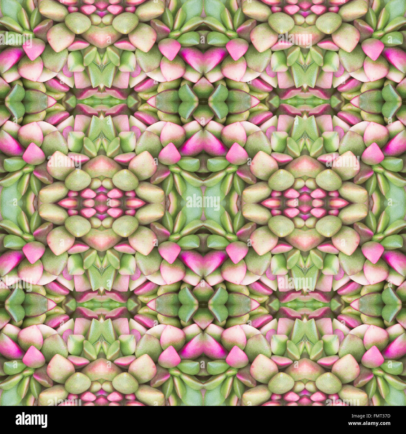 Piante succulente pattern seamless sfondo Foto Stock