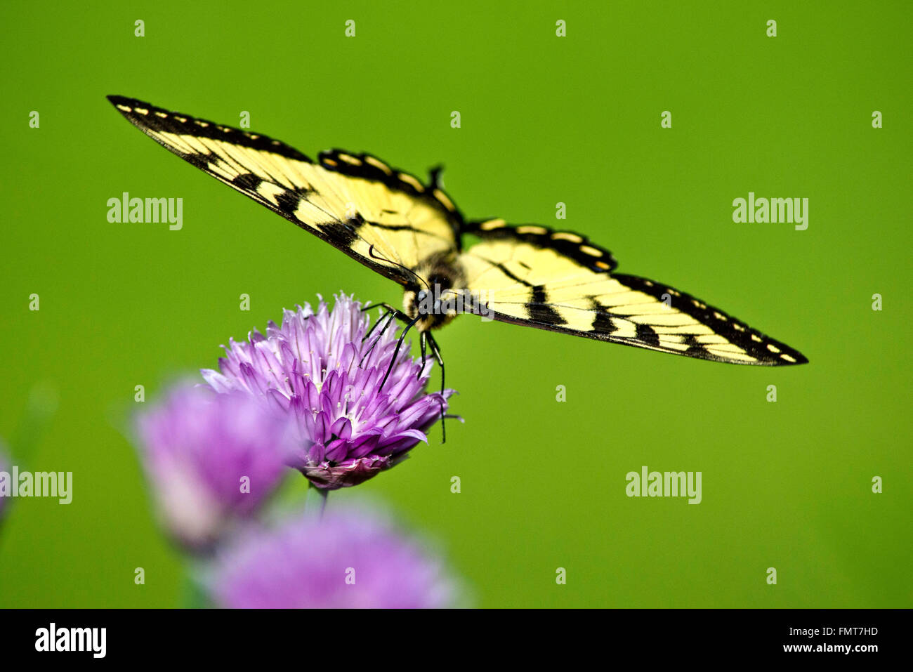 Tigre orientale a coda di rondine di bilanciamento a farfalla con ali stese su un viola di erba cipollina fiore in estate. Foto Stock