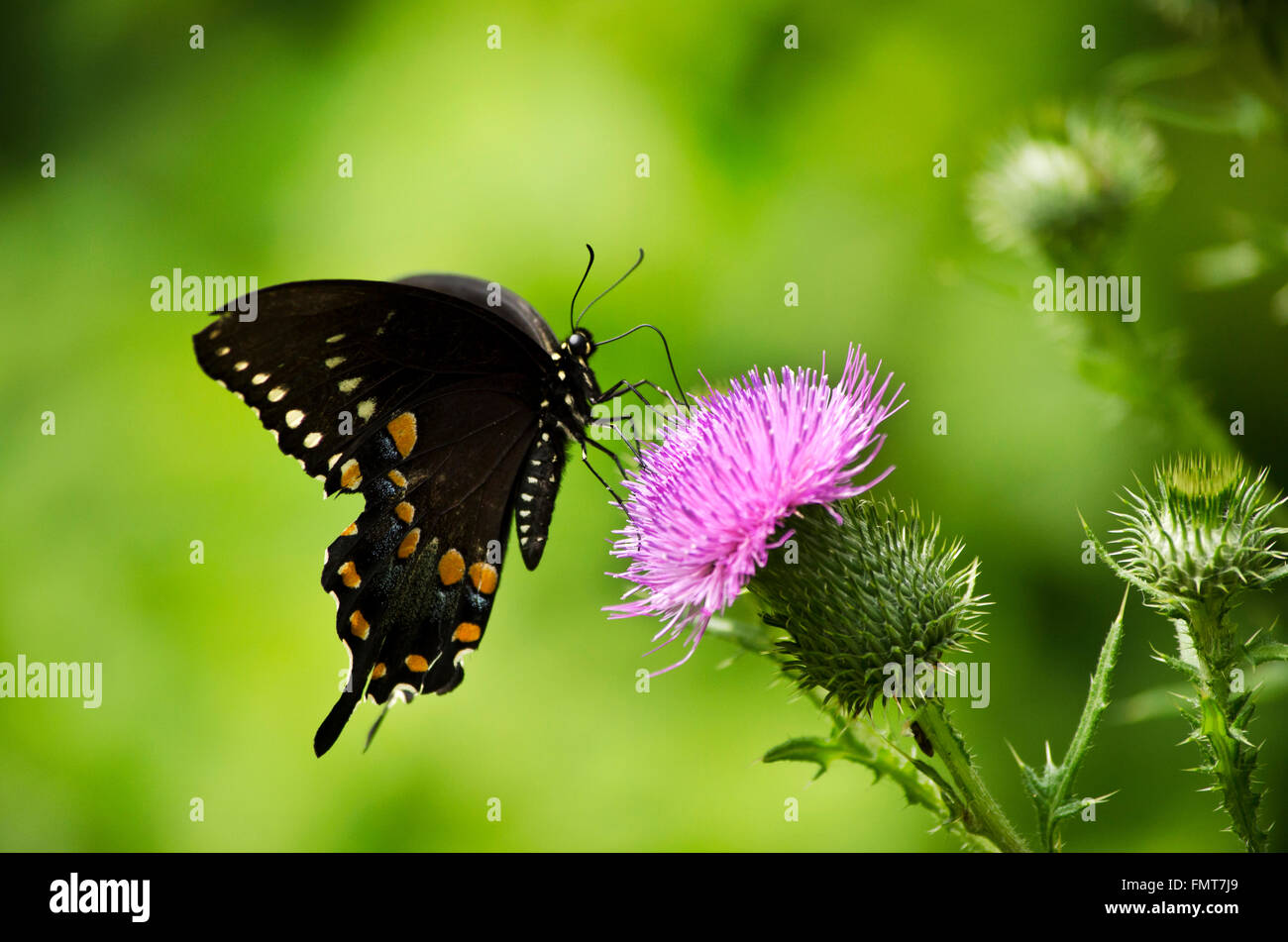 Spicebush butterfly alimentazione su viola fiore di cardo nel campo estivo. Foto Stock