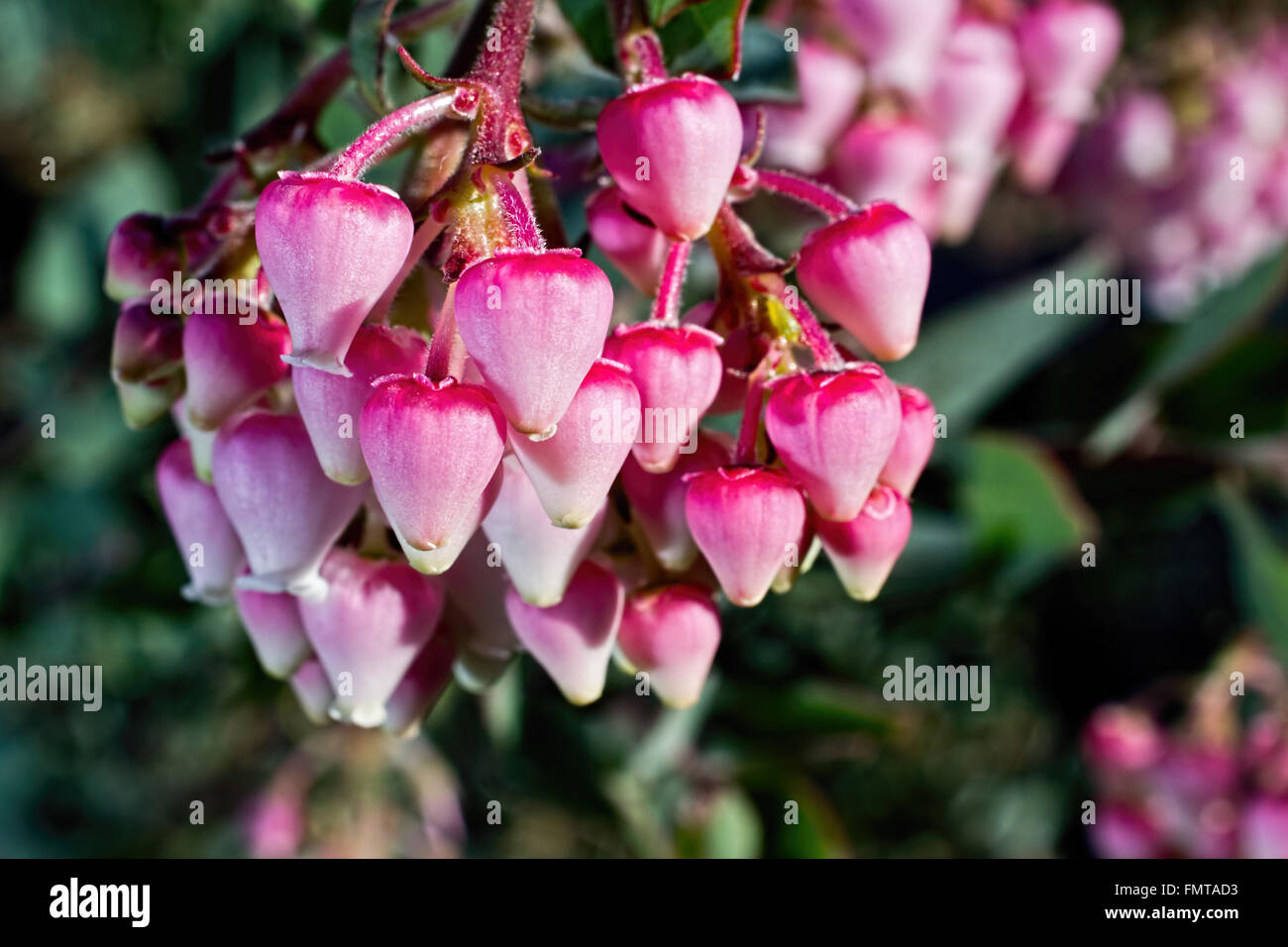 Fiore di Manzanita, Arctostaphylos manzanita, in natura in California Foto Stock