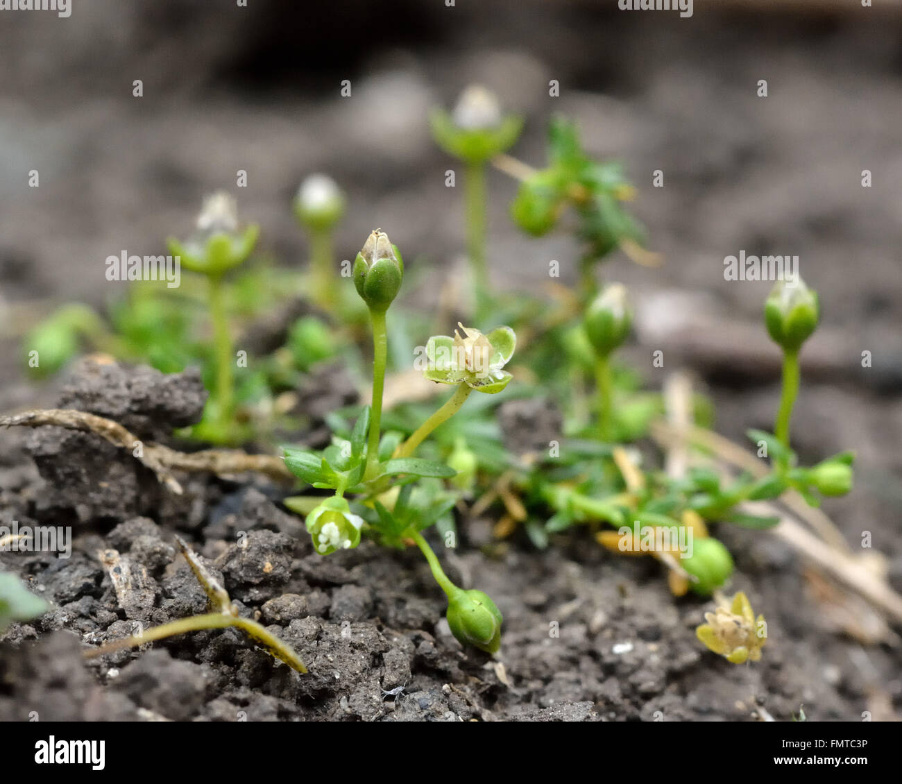 Pearlwort annuale (Sagina apetala). Una piccola pianta con fiori verdi nella famiglia Caryophyllaceae, fioritura sul terreno disturbato Foto Stock