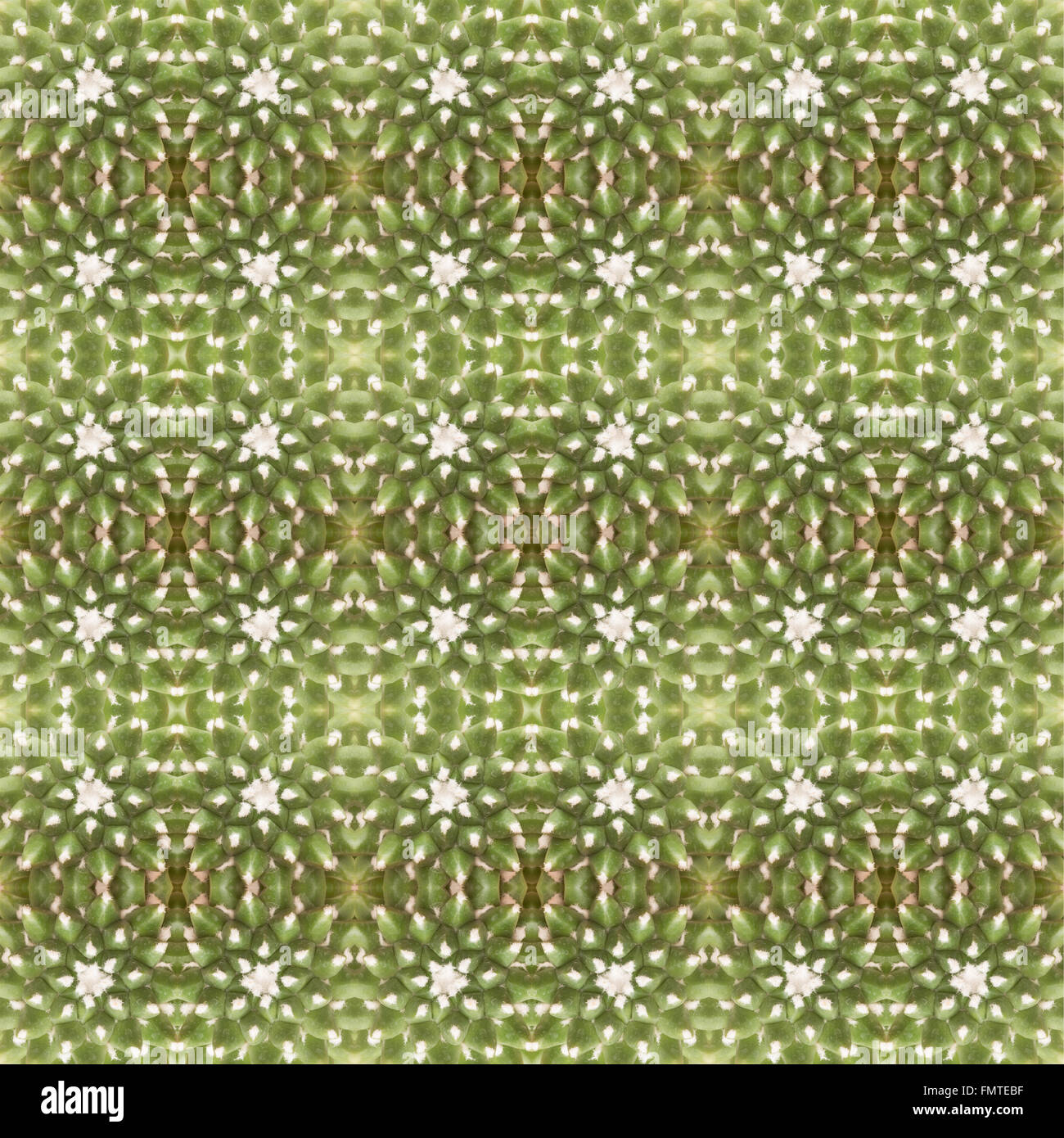 Piante succulente pattern seamless sfondo Foto Stock