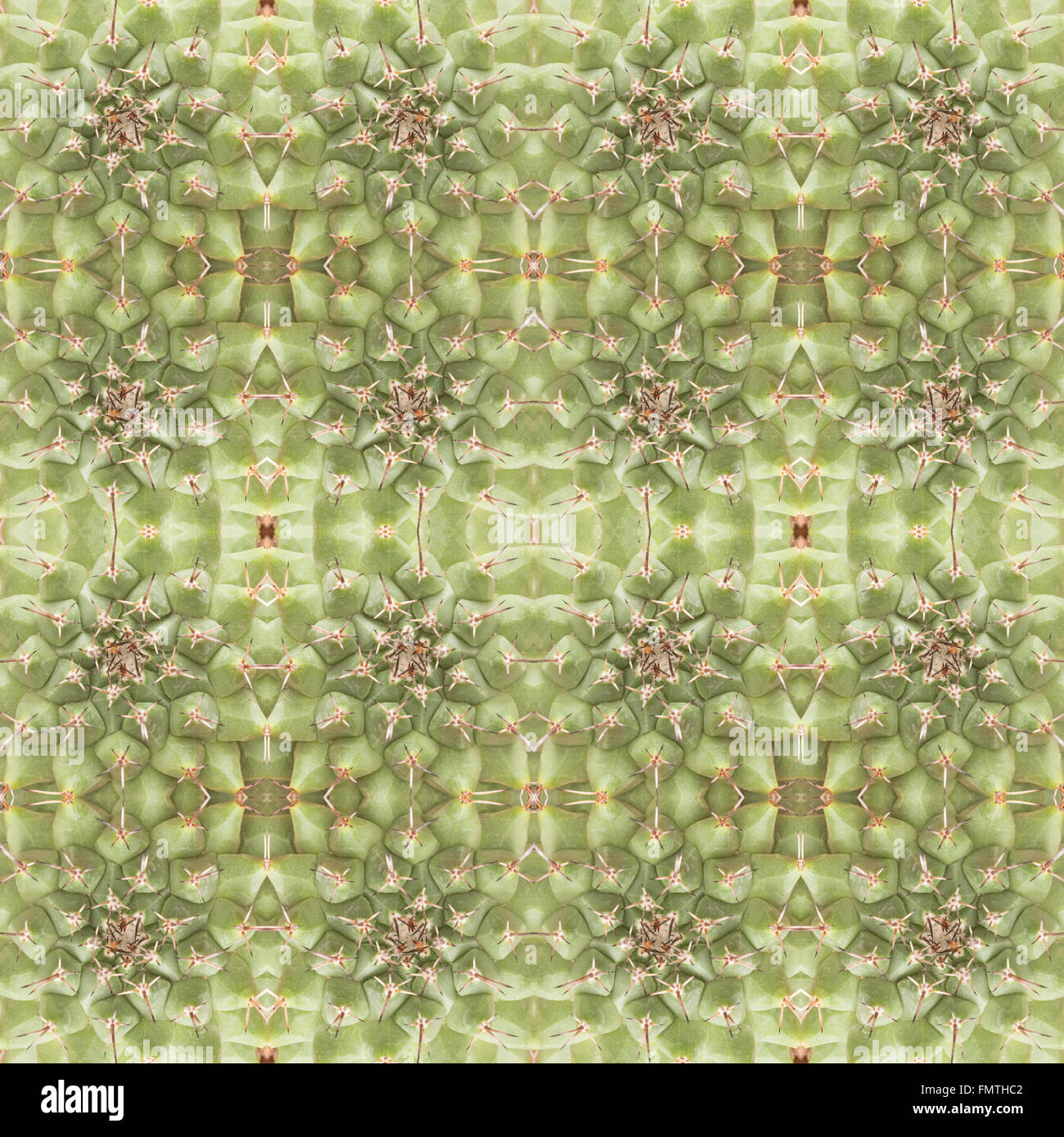 Piante succulente pattern seamless sfondo Foto Stock