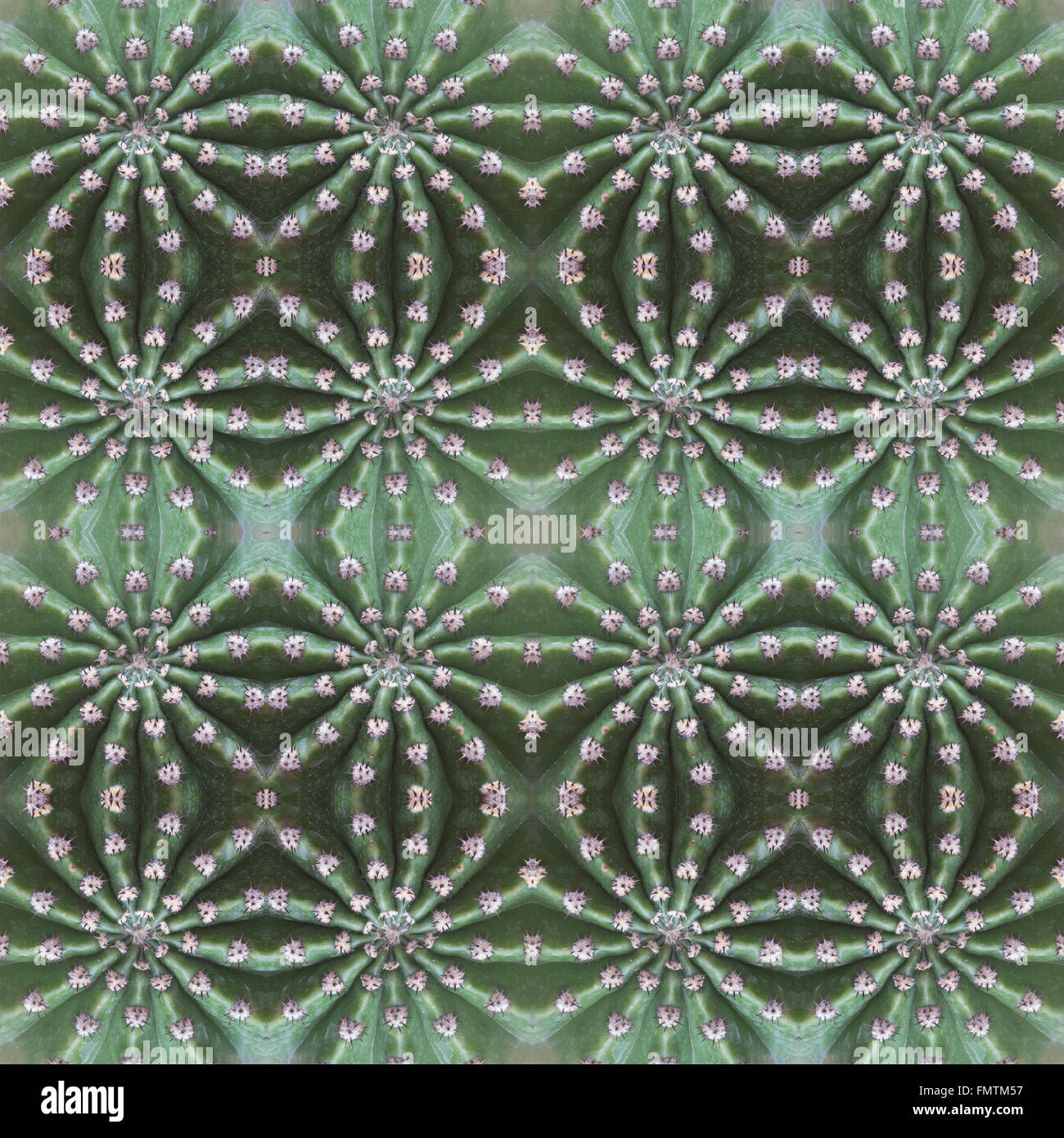 Piante succulente pattern seamless sfondo Foto Stock