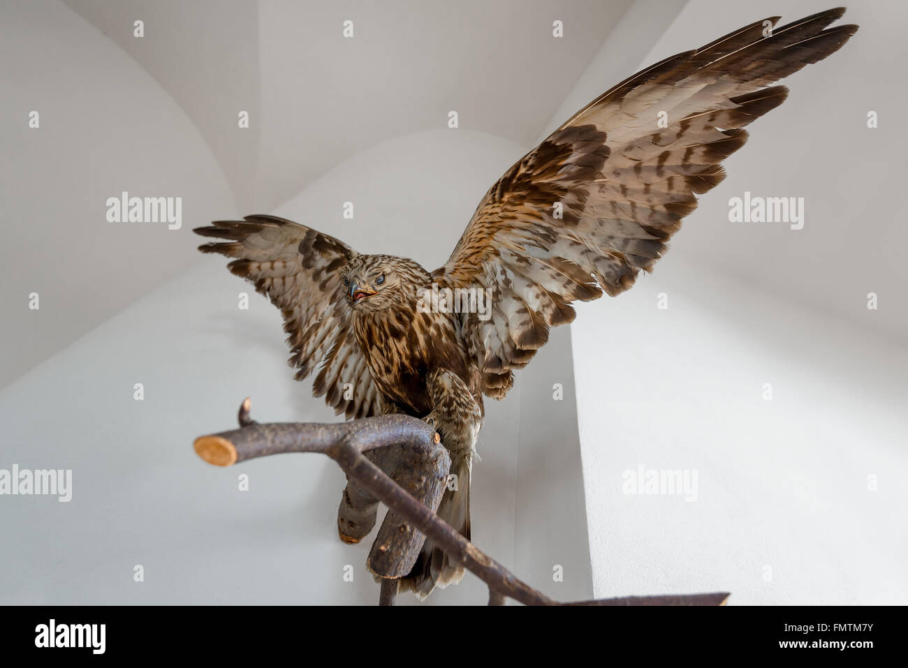 Farcite hawk bellissimo uccello su un ramo in ambienti interni Foto Stock