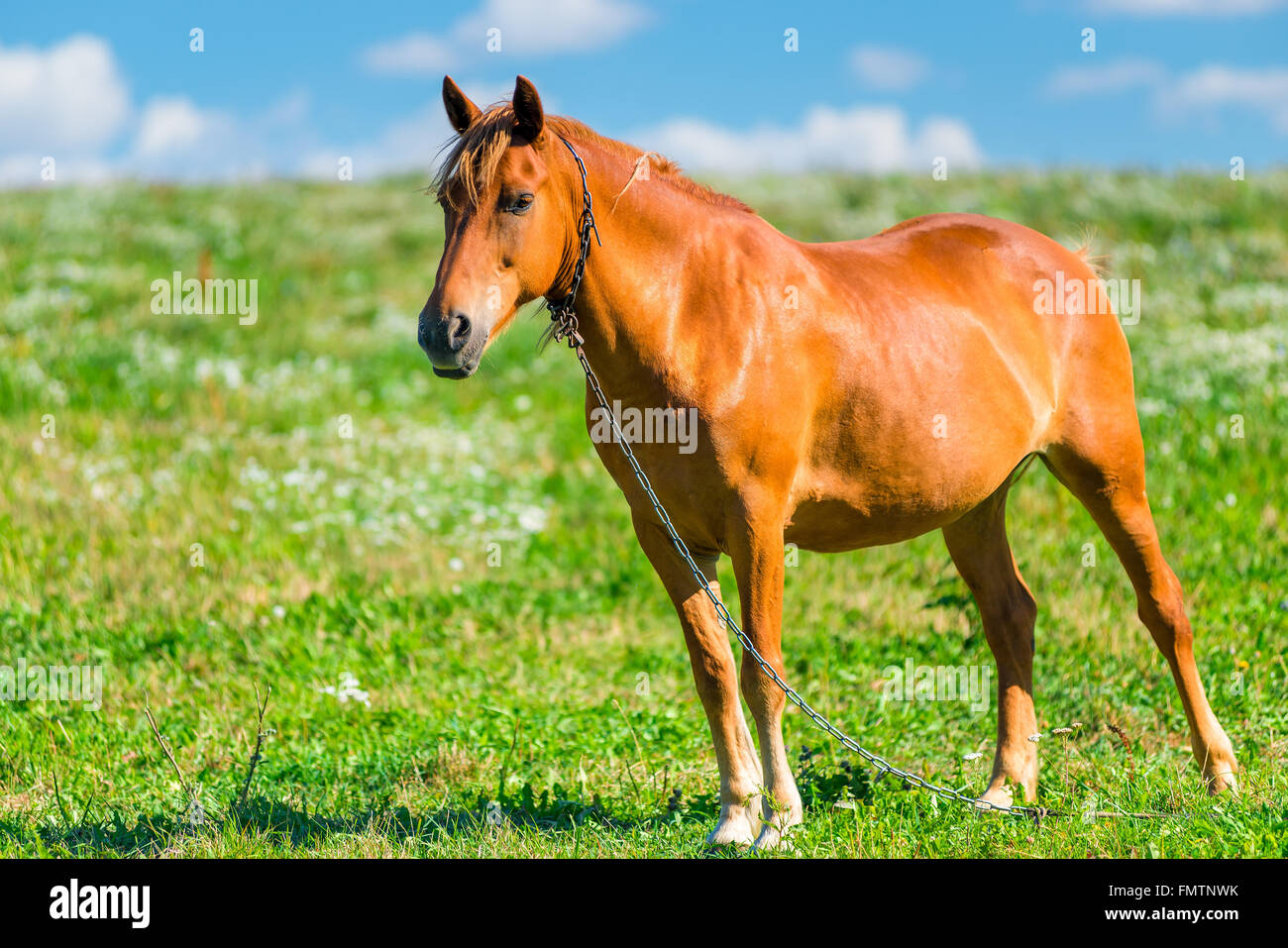 Marrone a cavallo in un pascolo in una giornata di sole Foto Stock