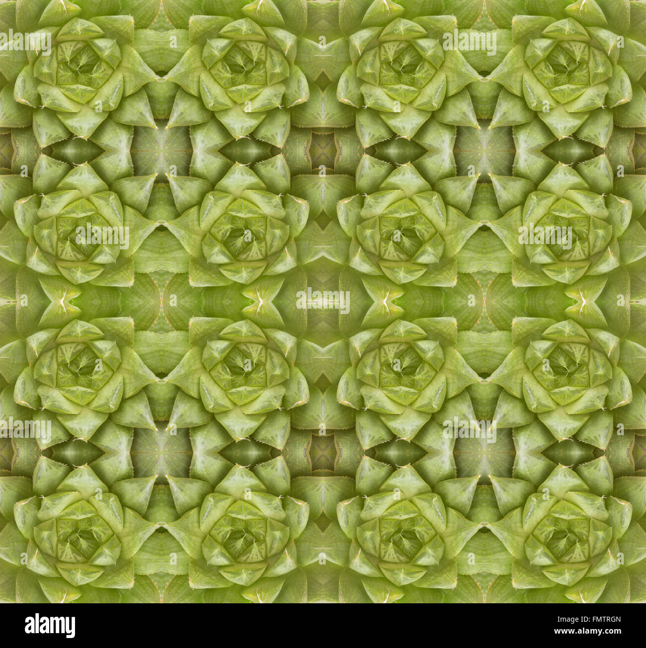 Piante succulente pattern seamless sfondo Foto Stock