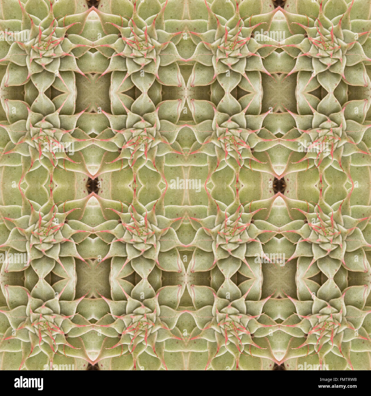 Piante succulente pattern seamless sfondo Foto Stock