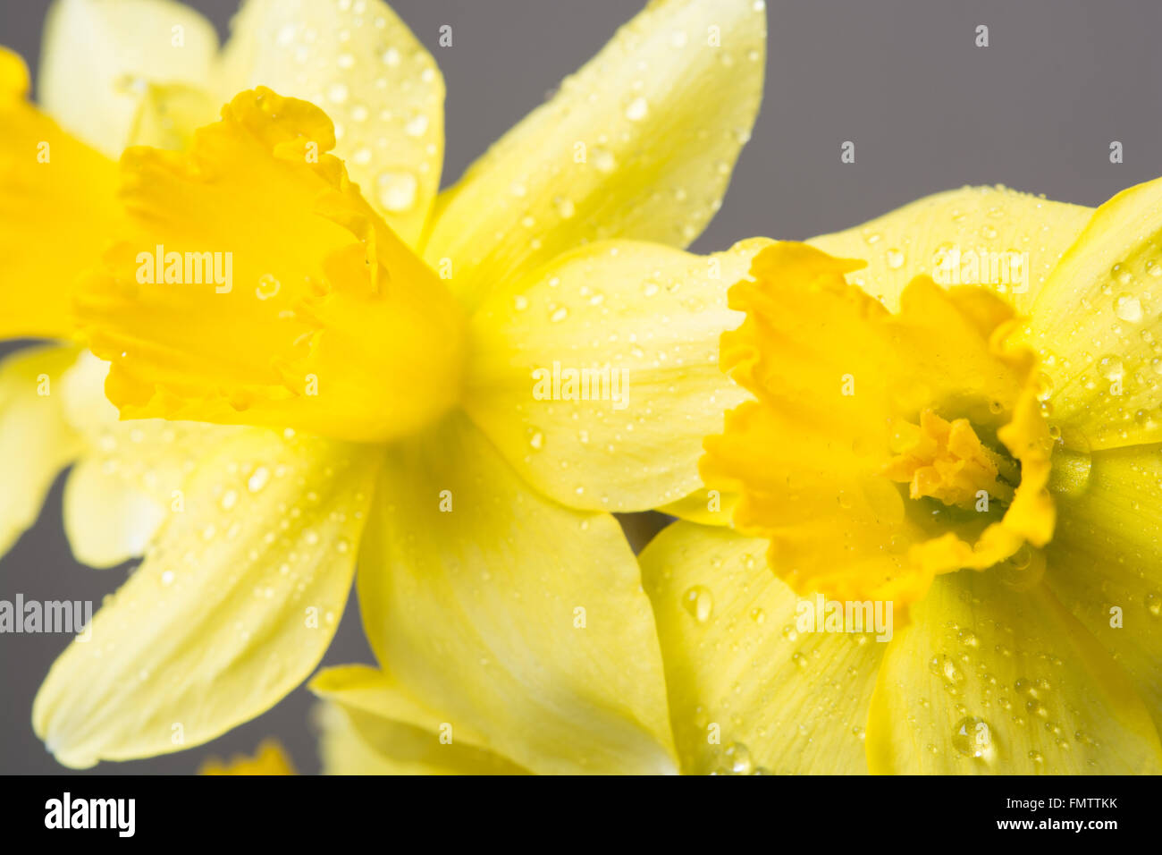 Bud bel giallo Mimosa in fiore di gocce di acqua Foto Stock