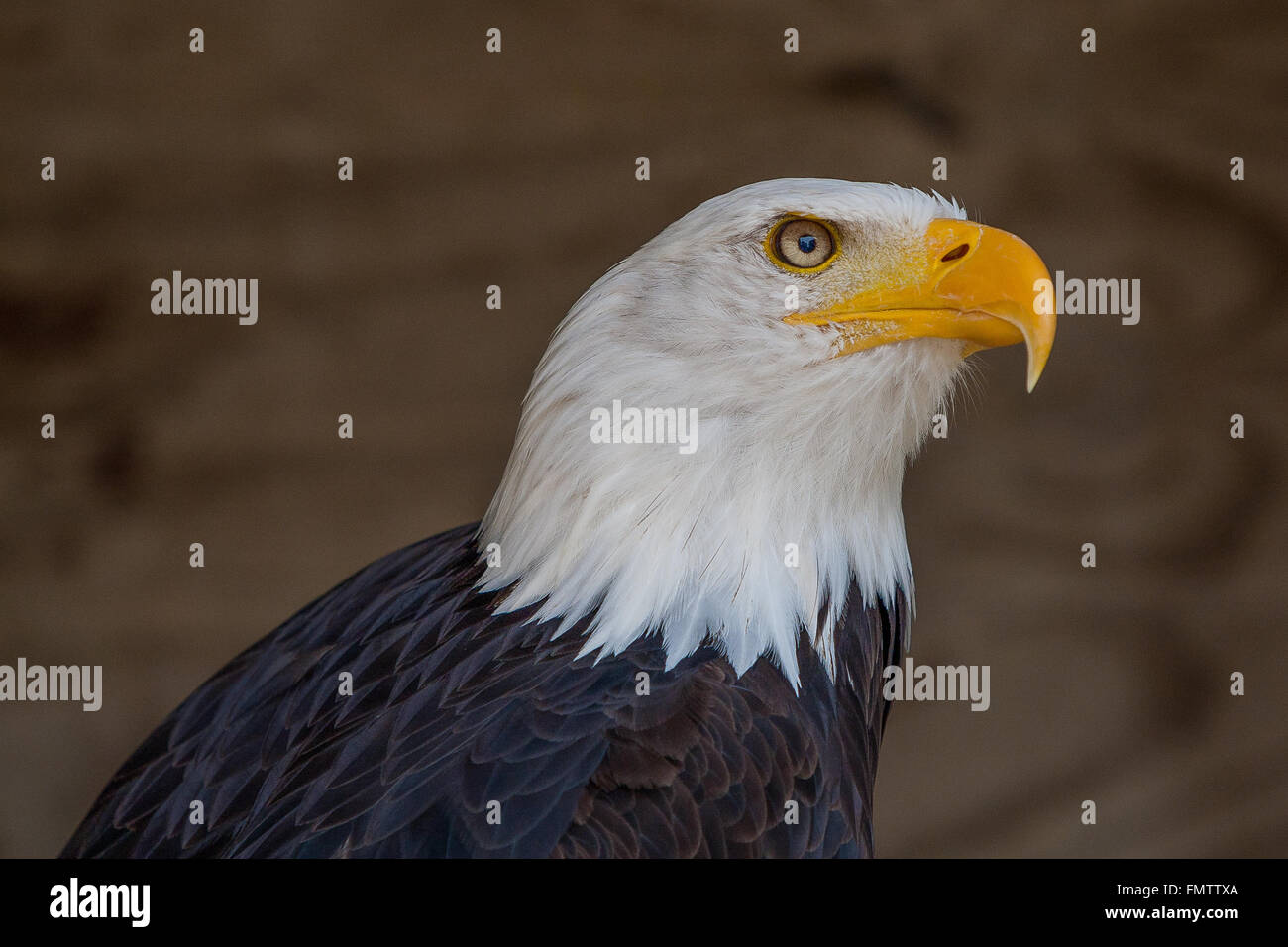 Aquila calva Foto Stock