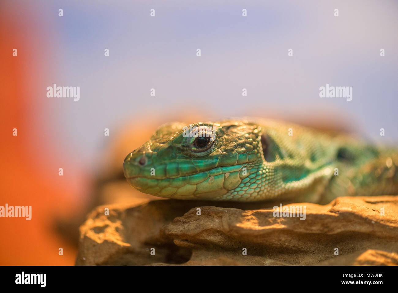 La testa del rettile colore verde closeup Foto Stock