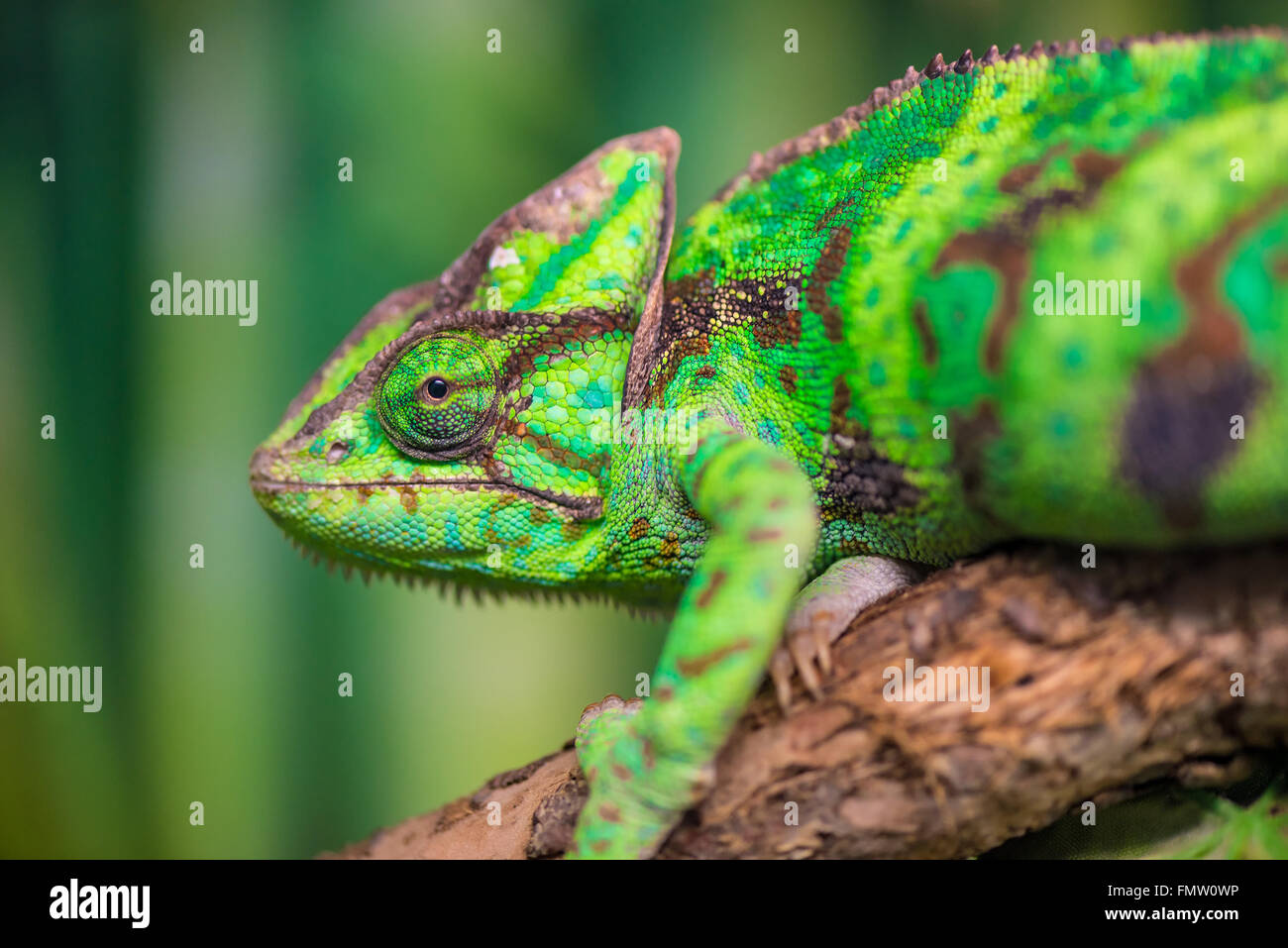 Camaleonte verde su un ramo guardando la telecamera close-up Foto Stock