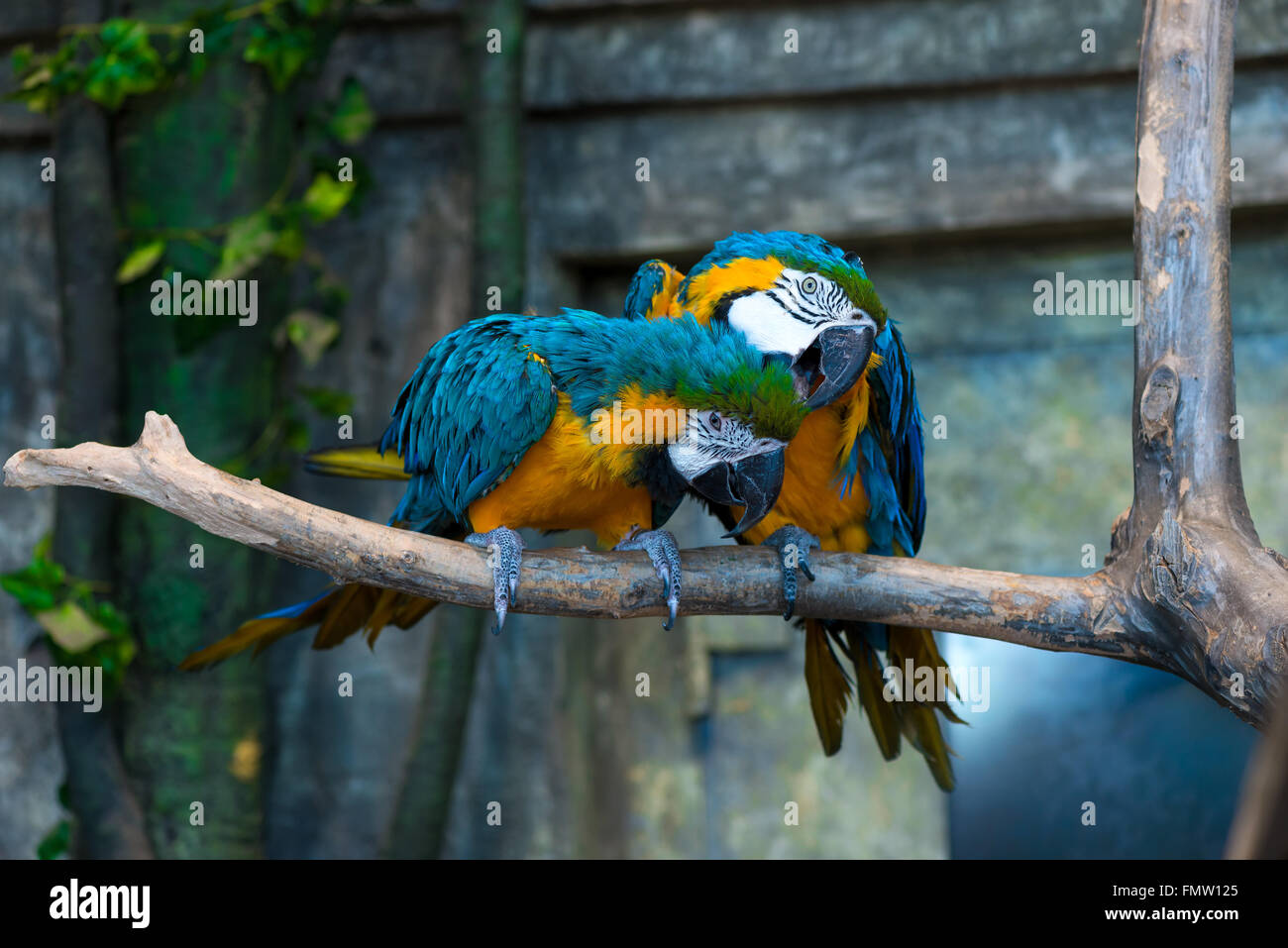 Bellissimi colori luminosi parrot su un ramo di close-up Foto Stock